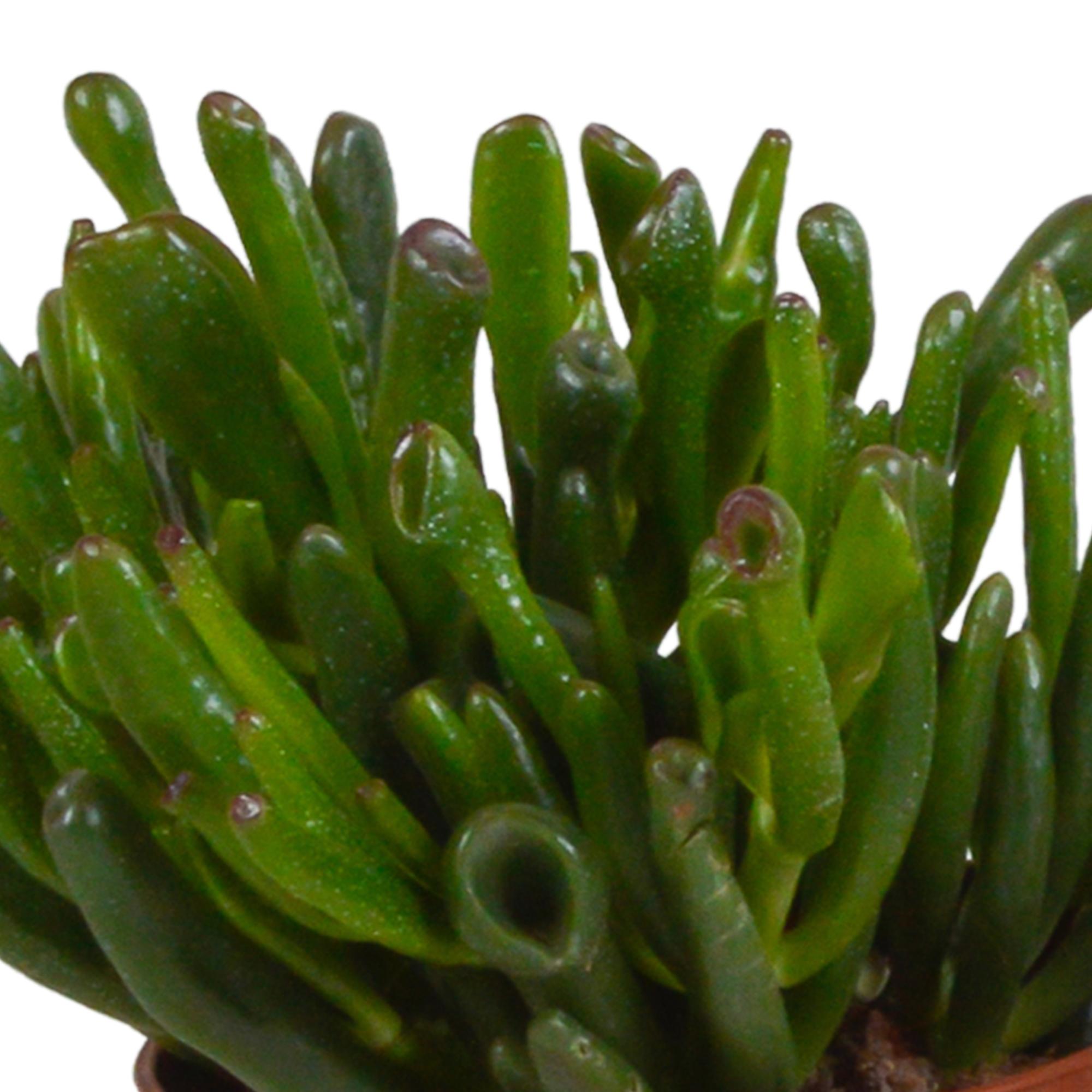 Crassula mix 10,5 cm - 3x - in terracotta pot