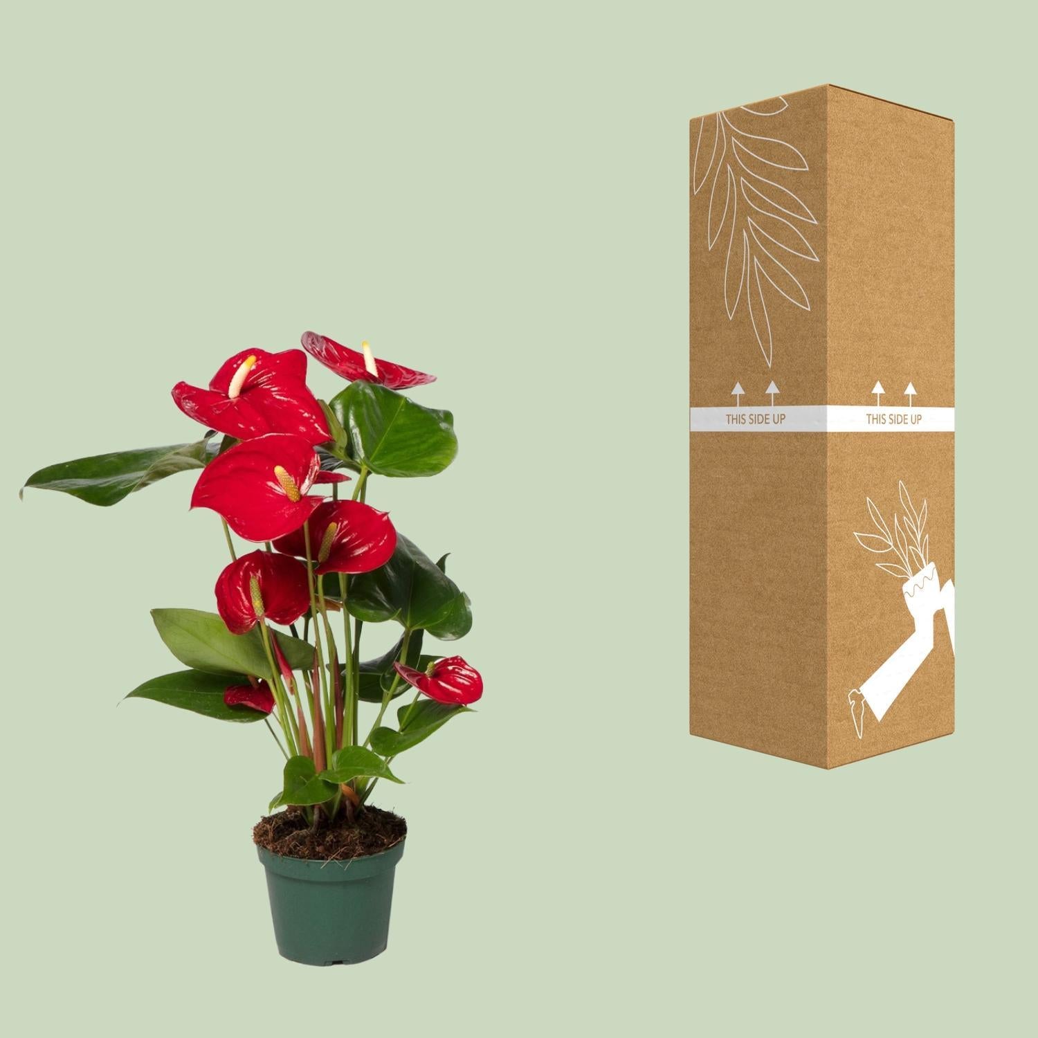Anthurium Nevada - Ø12 -?40cm