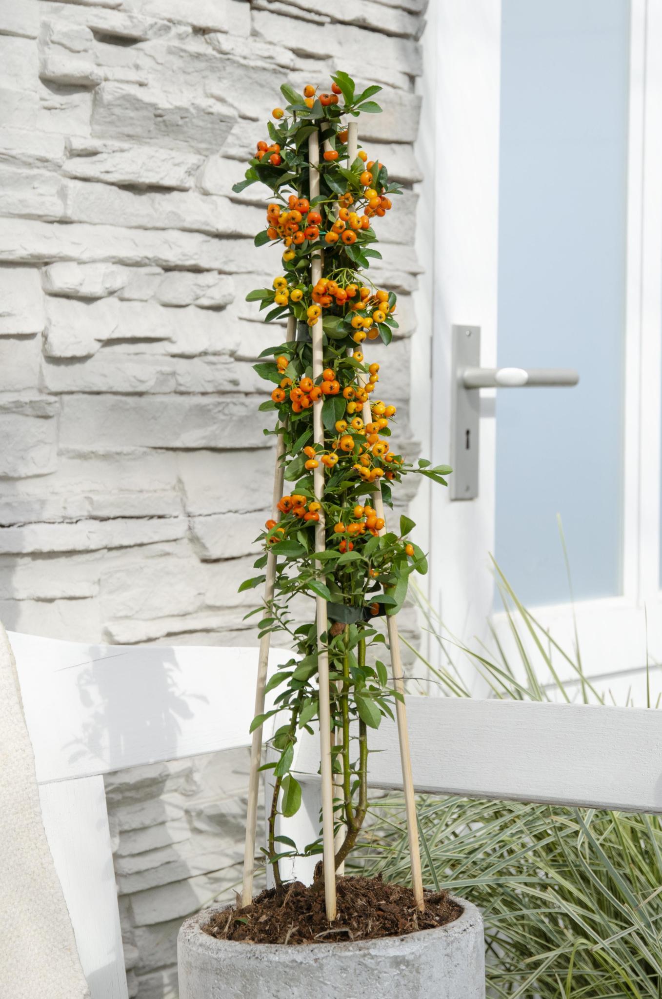 3x - Vuurdoorn 'Orange Glow' - ?65cm - Ø15