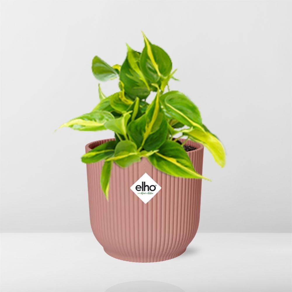 Philodendron Scandens 'Brasil' in ELHO Vibes Fold 14cm roze