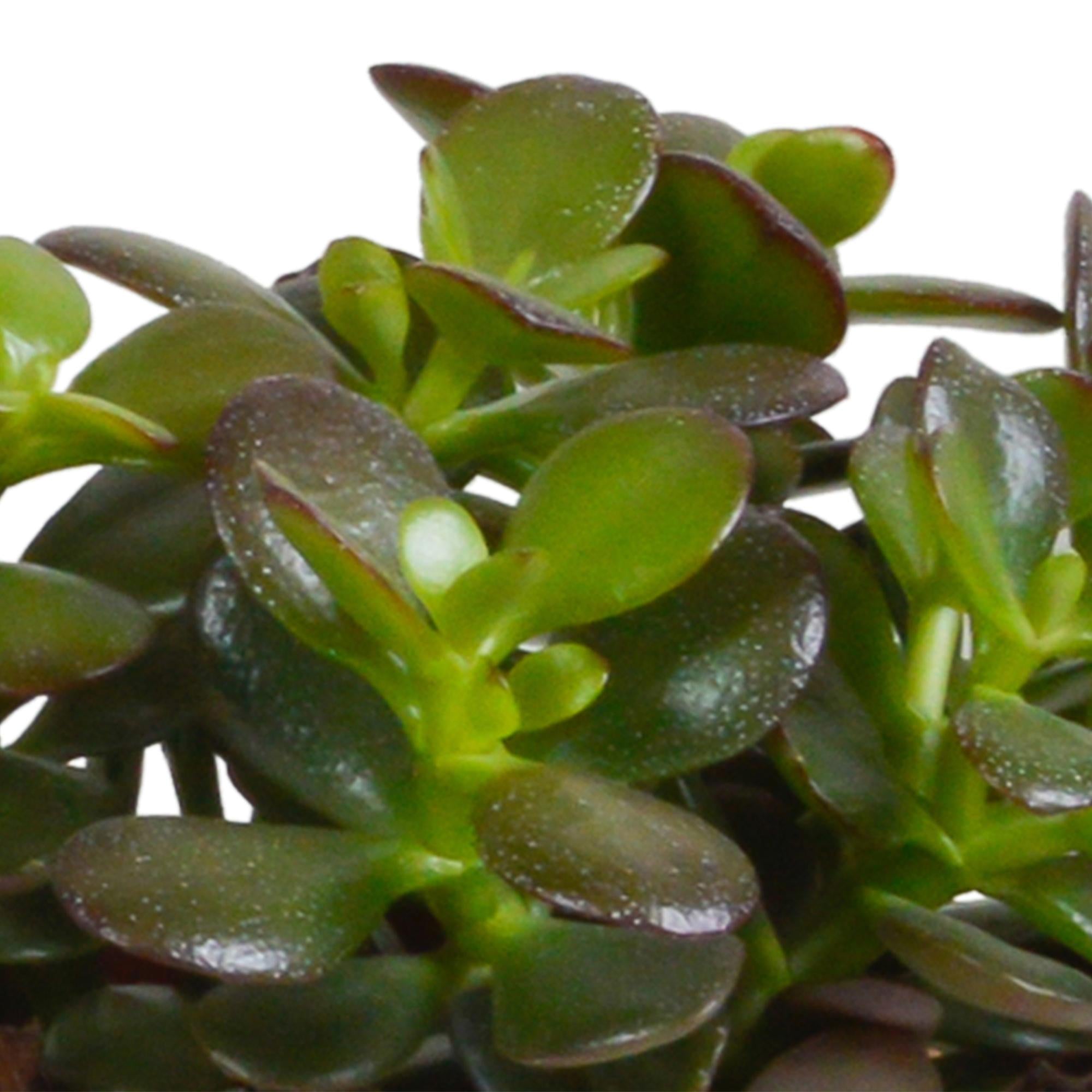 Crassula mix 10,5 cm - 3x - in witte pot