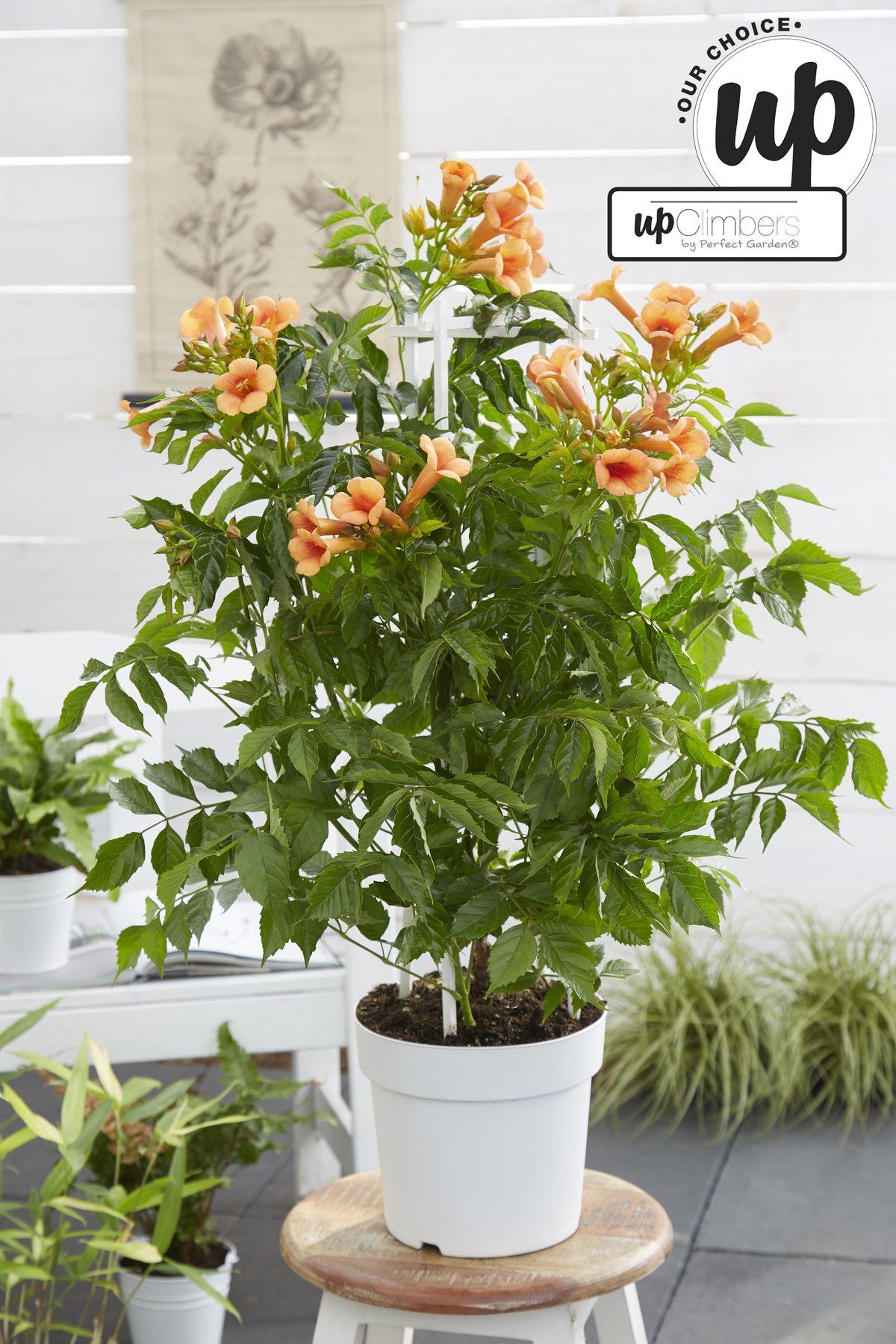 Campsis Indian Summer - Trompetbloem Oranje - Ø15 - ?65cm