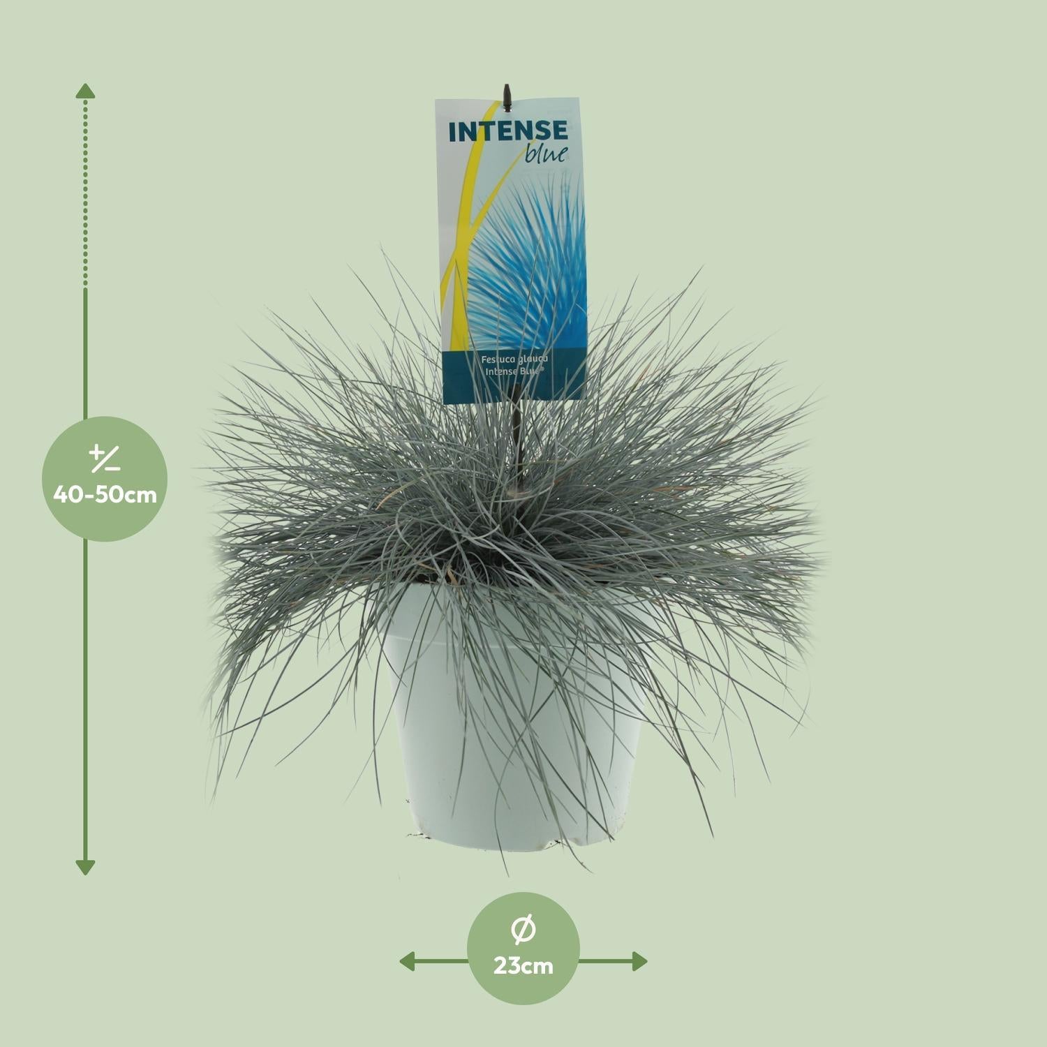 Festuca Glauca Intens Blauw - Ø23cm - ↕50cm