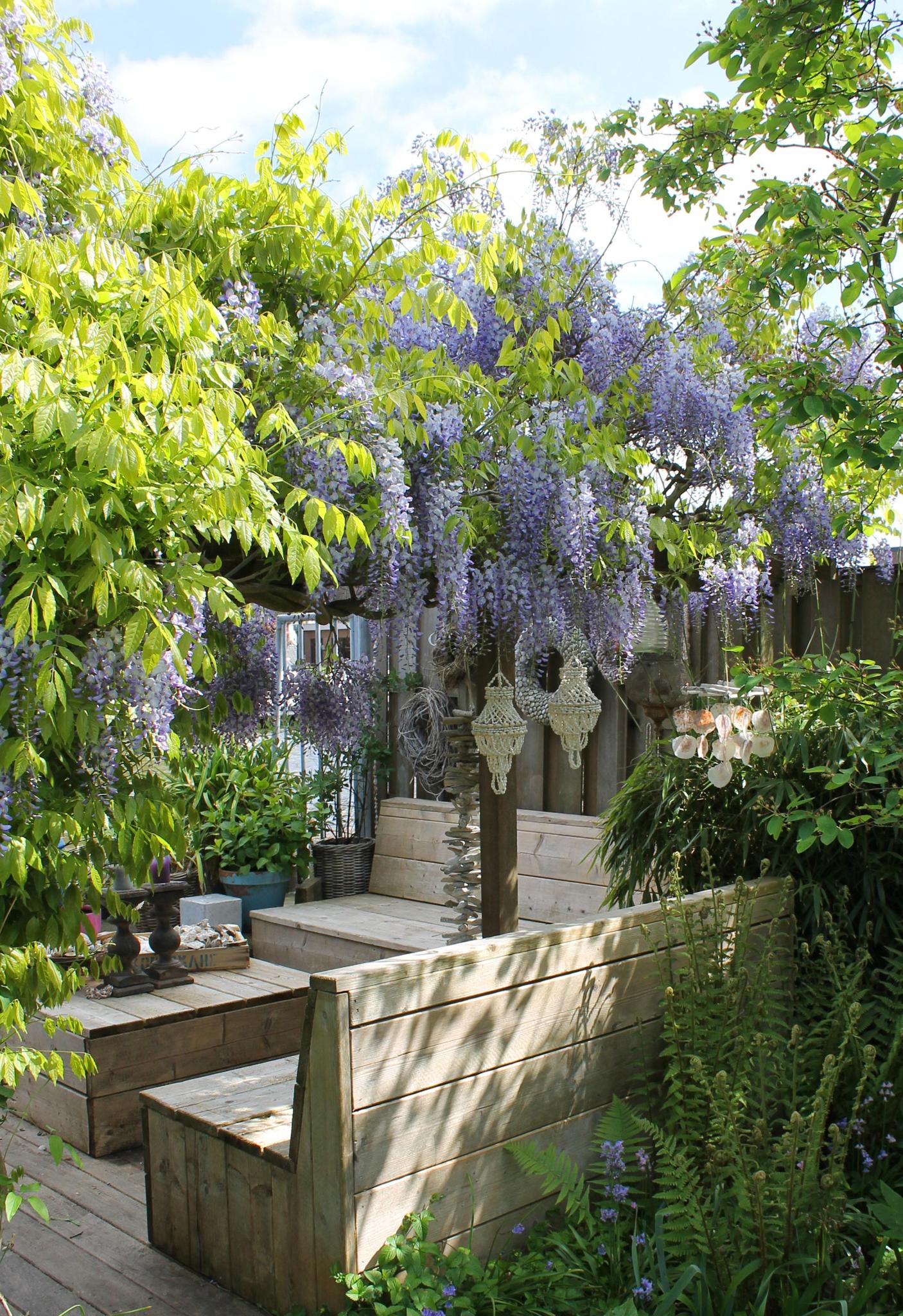 2x Wisteria sinensis 'Caroline' - ?65cm - Ø15