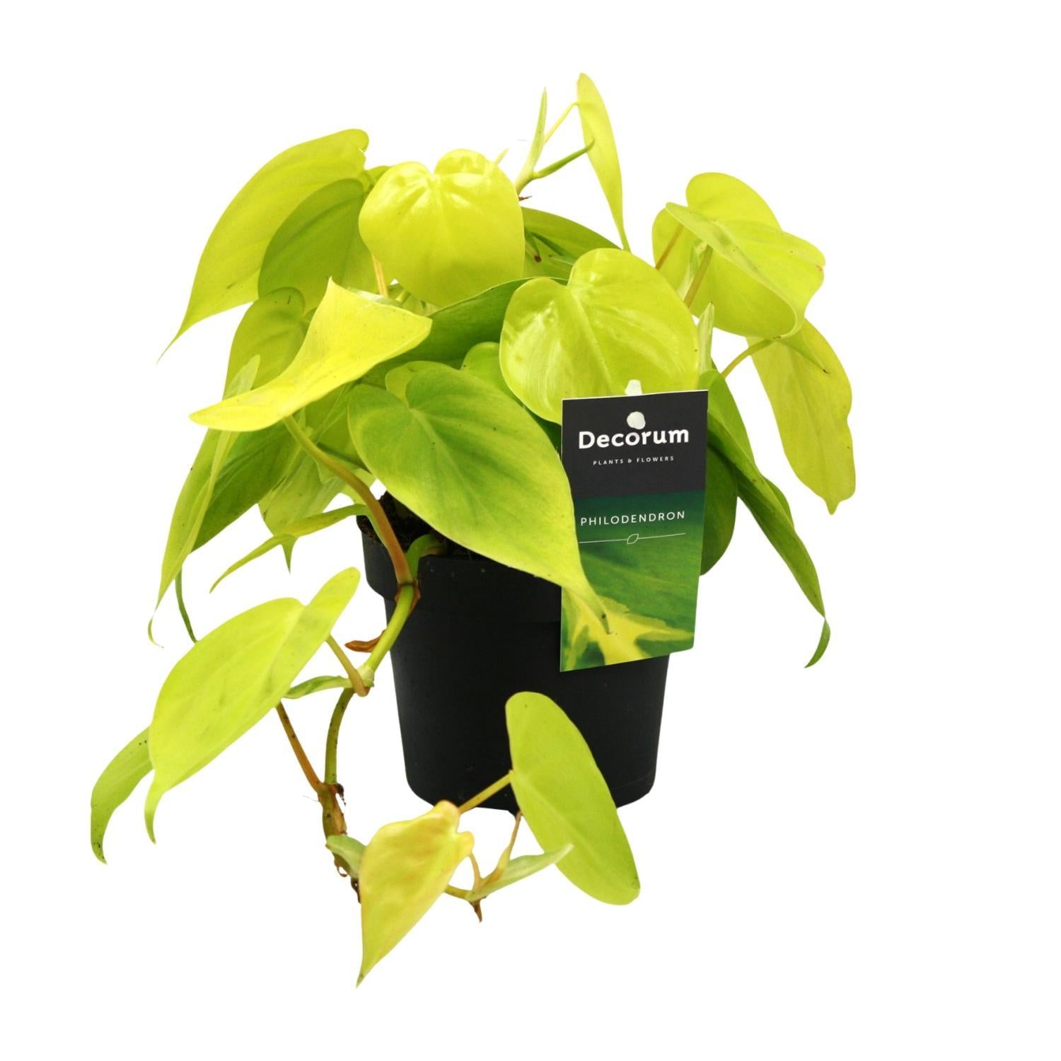 Philodendron Limoen - Ø12cm - ↕20cm