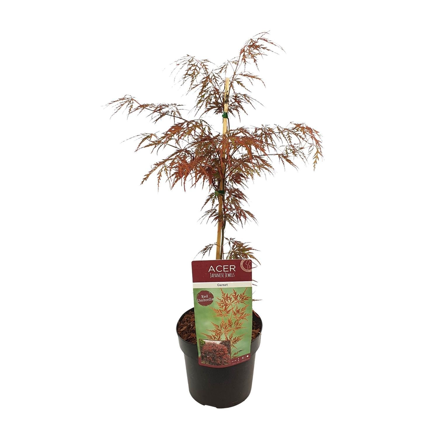 Acerpalm. 'Garnet' - ?55cm - Ø19cm