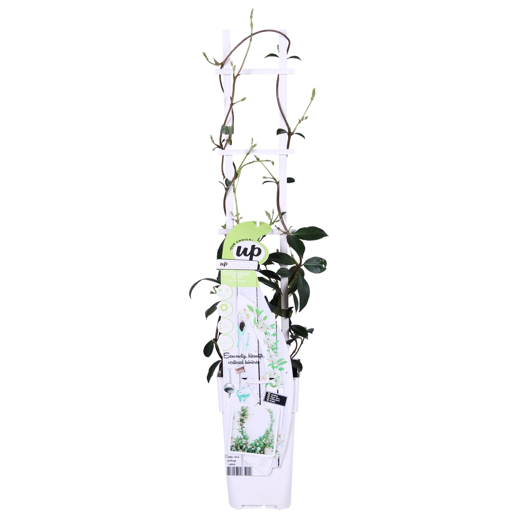 2x - Trachelospermum 'Ster van Venetië' - ?65cm - Ø15