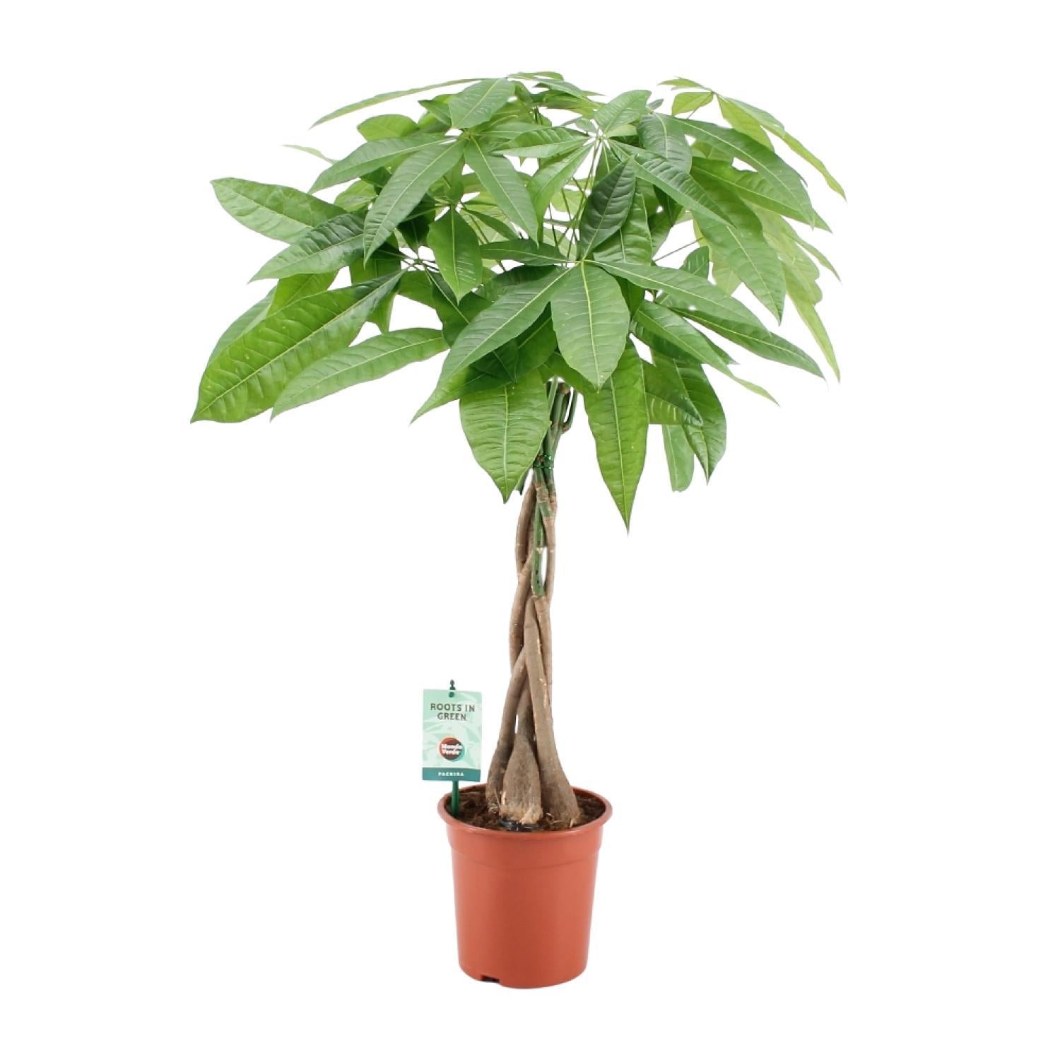 Pachira Aquatica - Ø19cm - ↕80cm