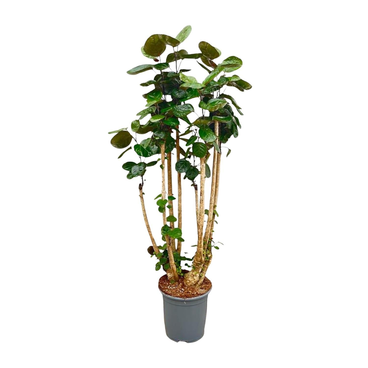 Polysicas Fabian XXL - 160 cm - ?27