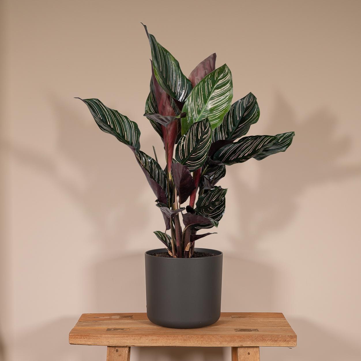 Calathea Ornata - Ø14 -?50cm