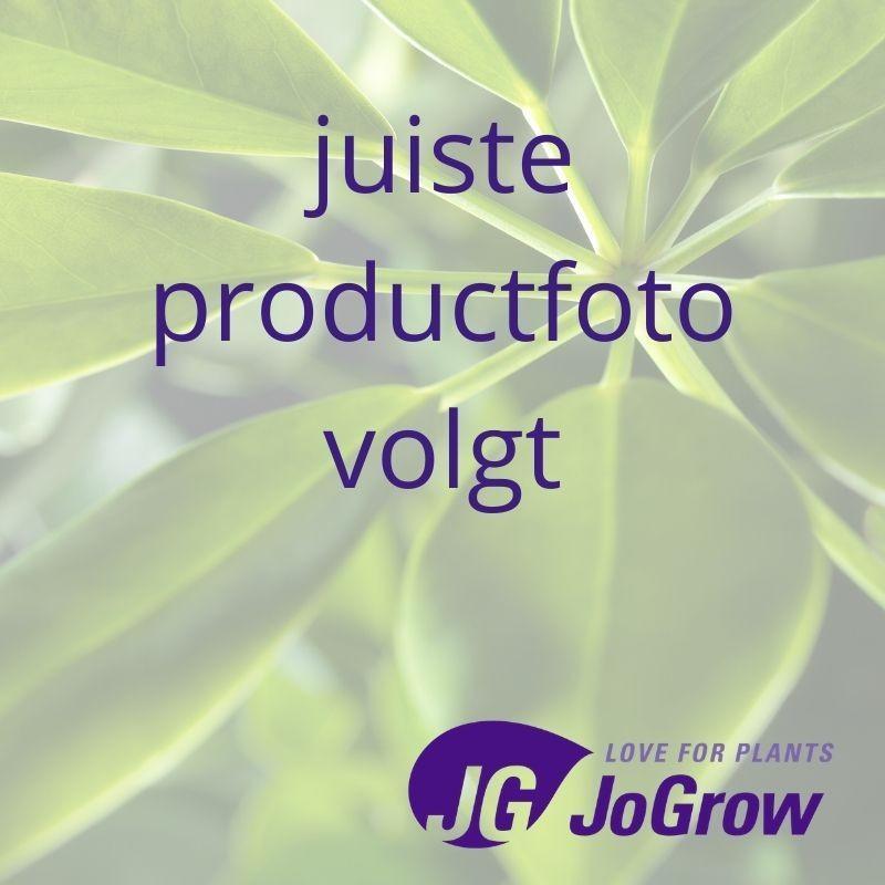 Aglaonema Strepen (Decorum) - Ø17cm - ↕60cm