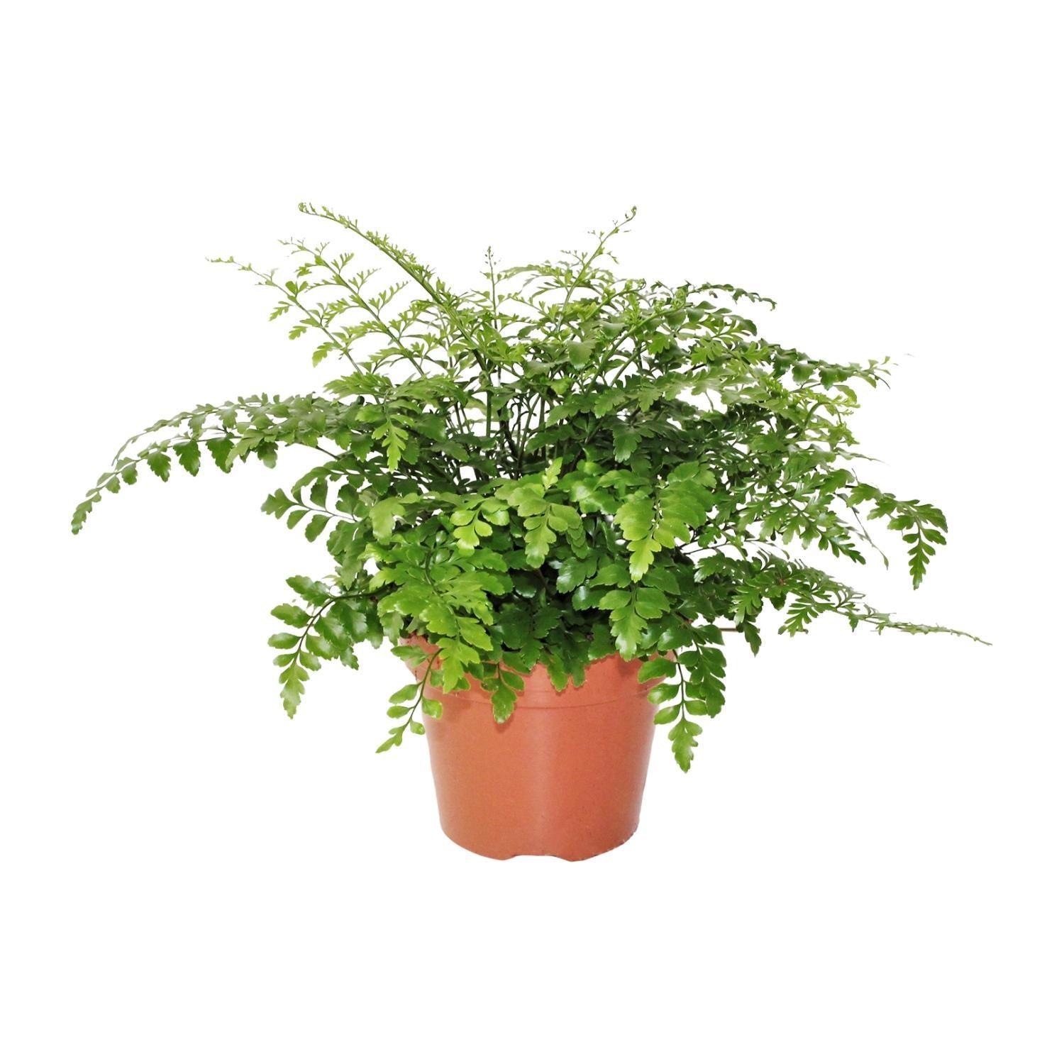 Asplenium Parvati Ø17cm - ↕30cm
