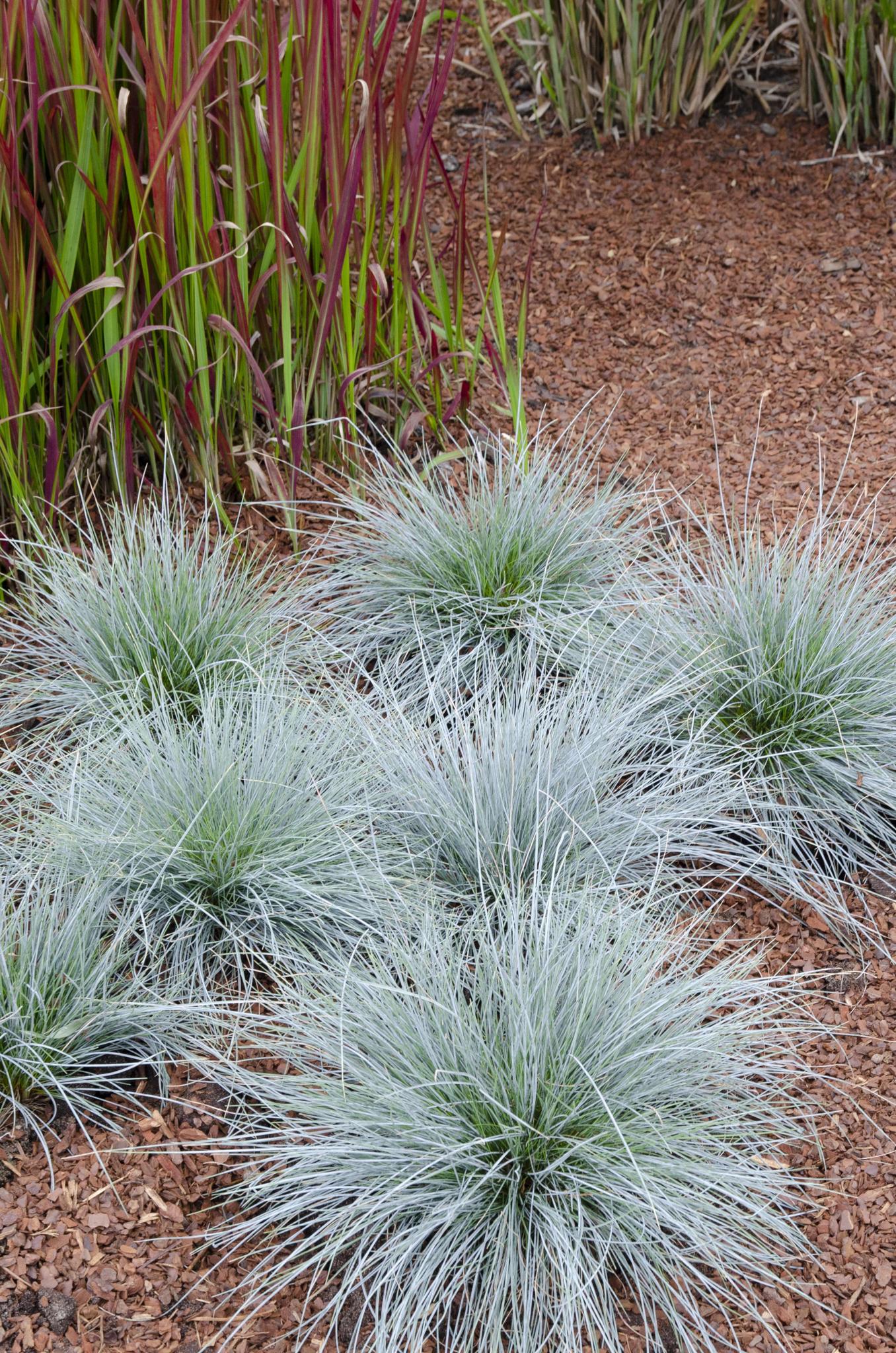 Festuca glauca Azura Blauw - Ø14 - ?30cm