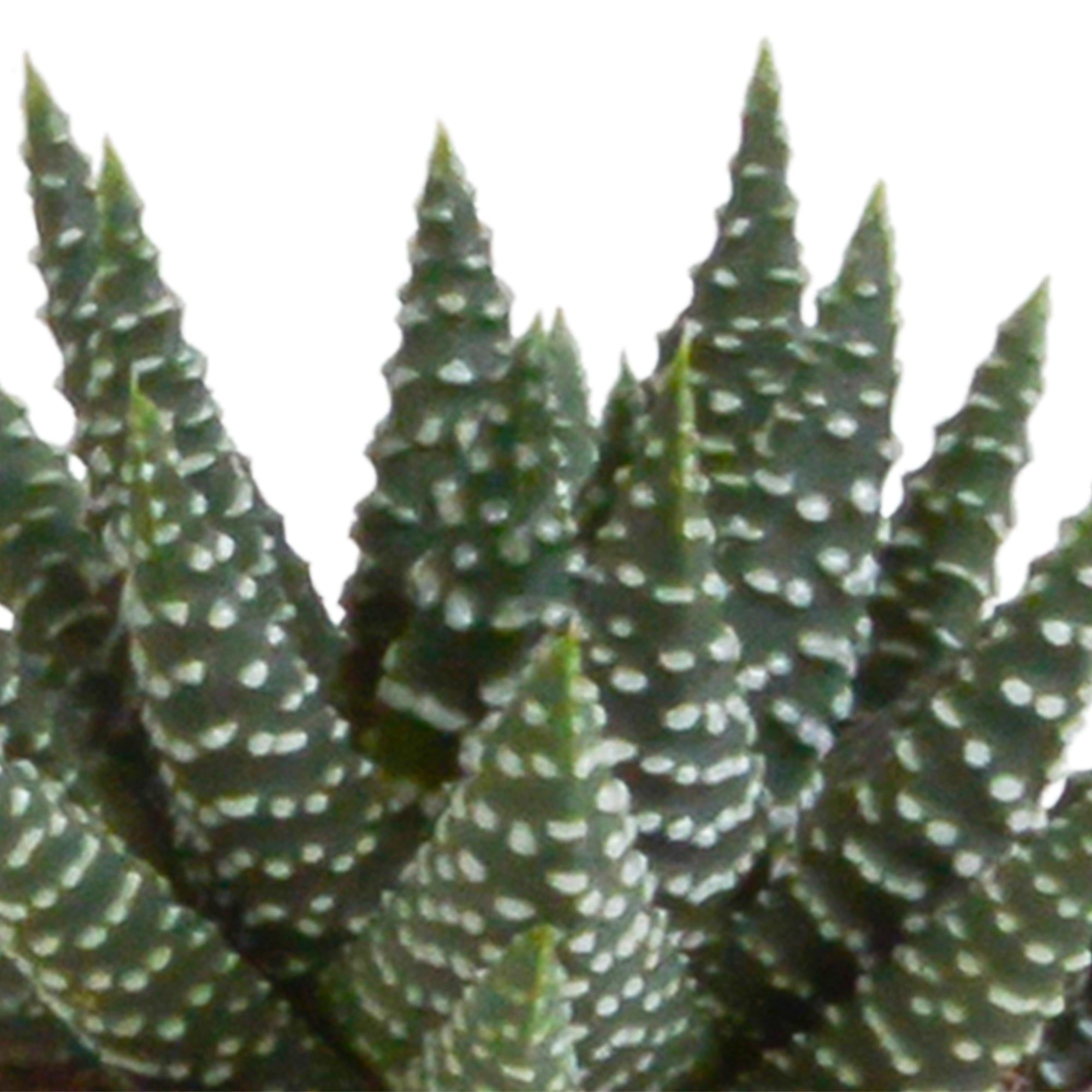 Gasteria/Haworthia mix 5,5cm - 5x - in terracotta pot