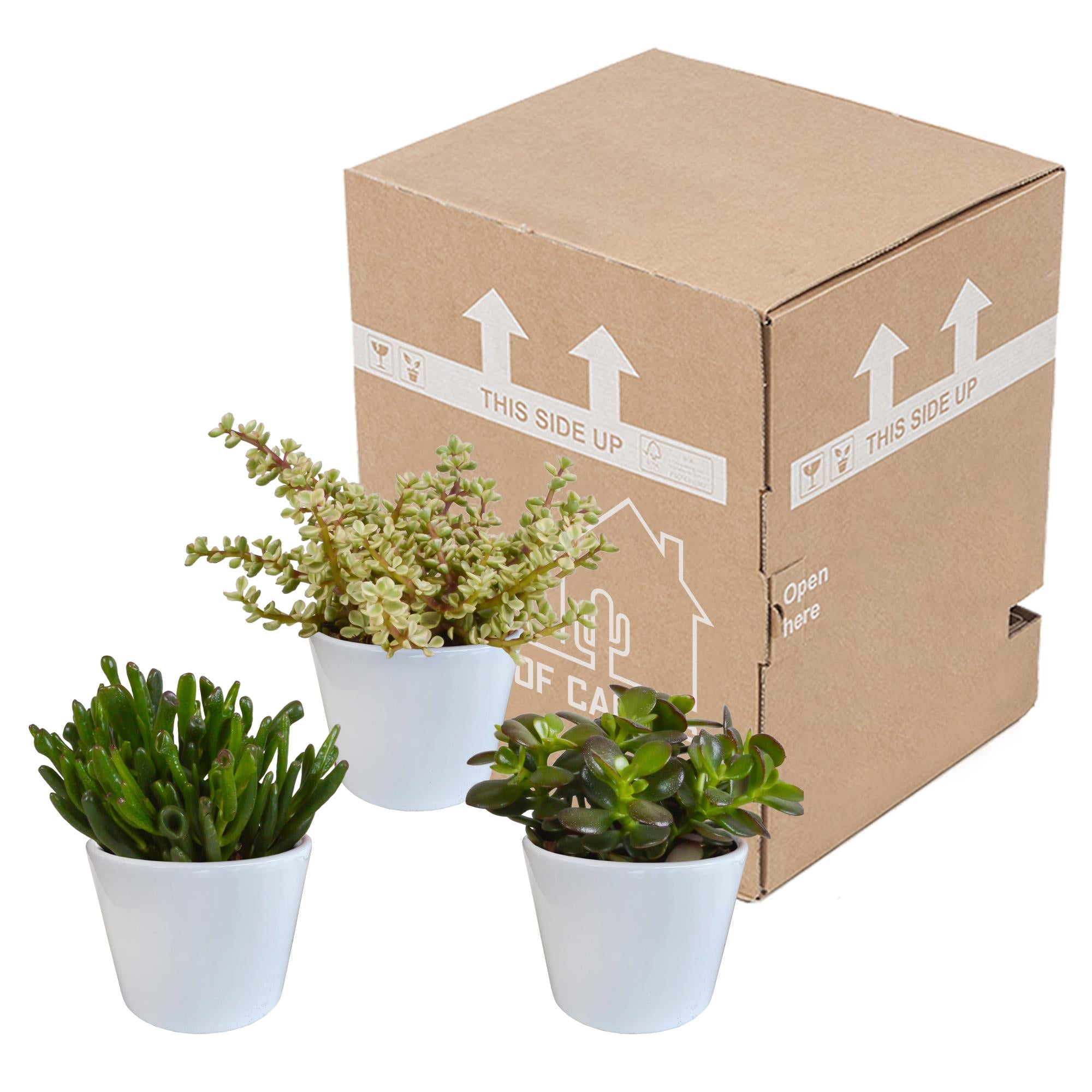 Crassula mix 10,5 cm - 3x - in witte pot