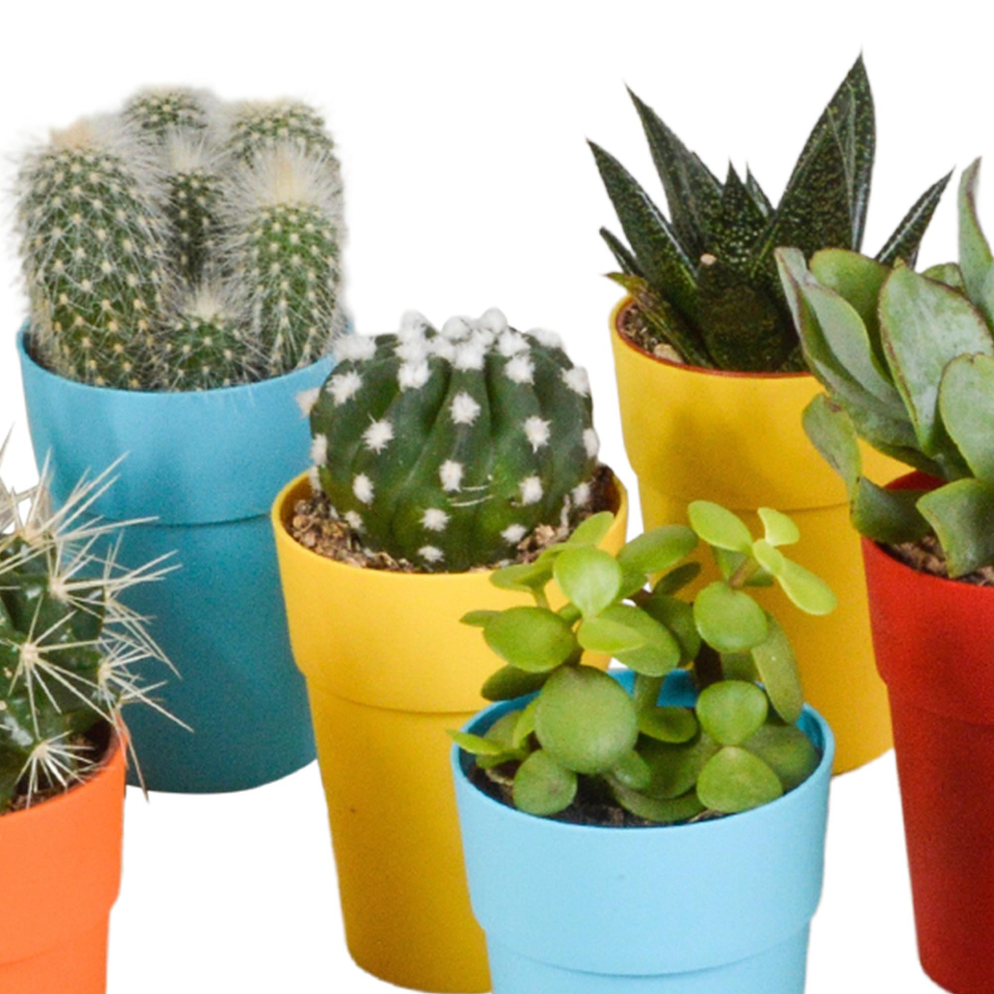 Cactus en vetplanten mix 5,5 cm | 15 Stück – im bunten Plastiktopf