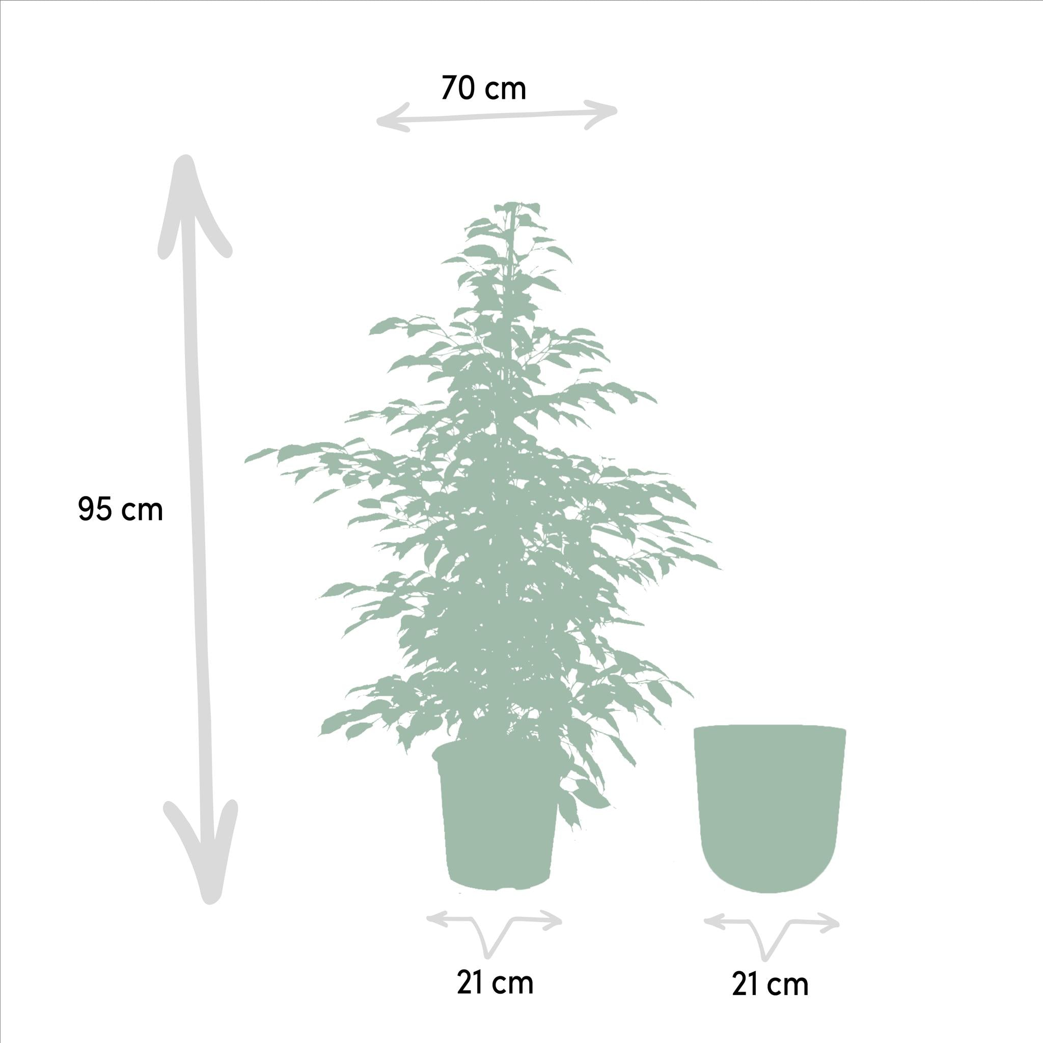 Ficus benjamina Twilight - Ø21cm - ↕95cm + Pot Mayk Lood