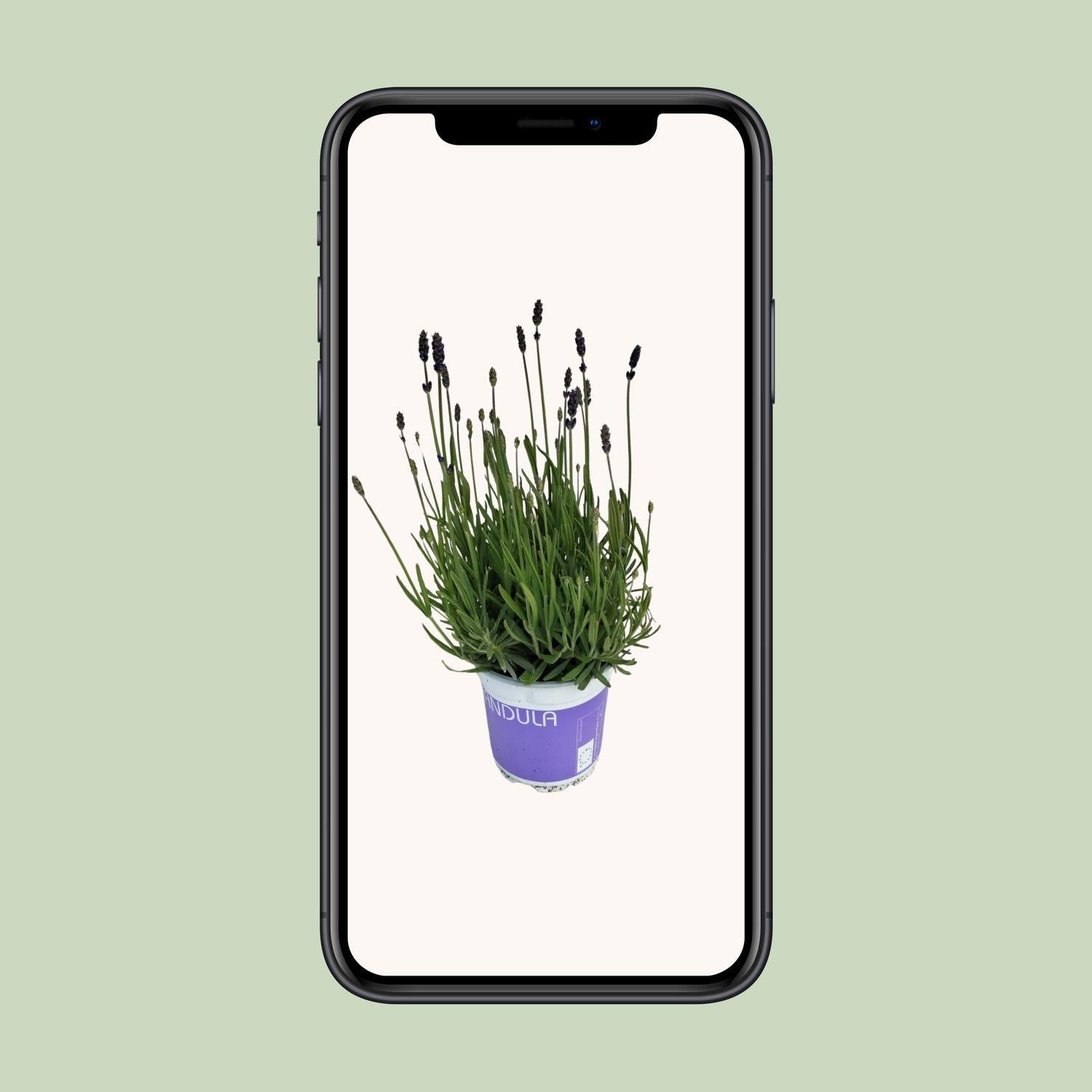 Lavendel Lavandula Hidcote Blauw Blauw - Ø12cm - ↕20cm