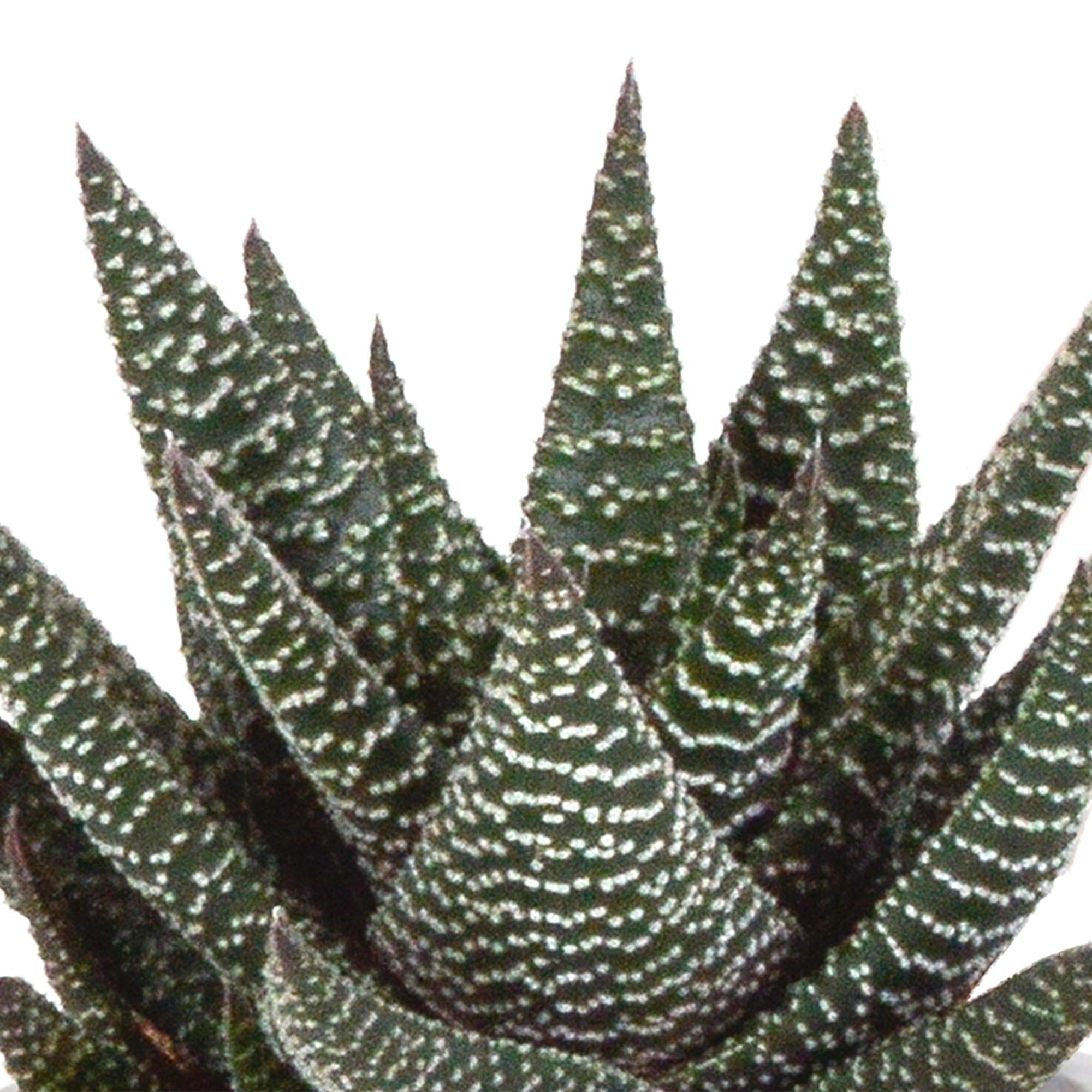 Gasteria/Haworthia mix 8,5cm - 3x - in terracotta pot