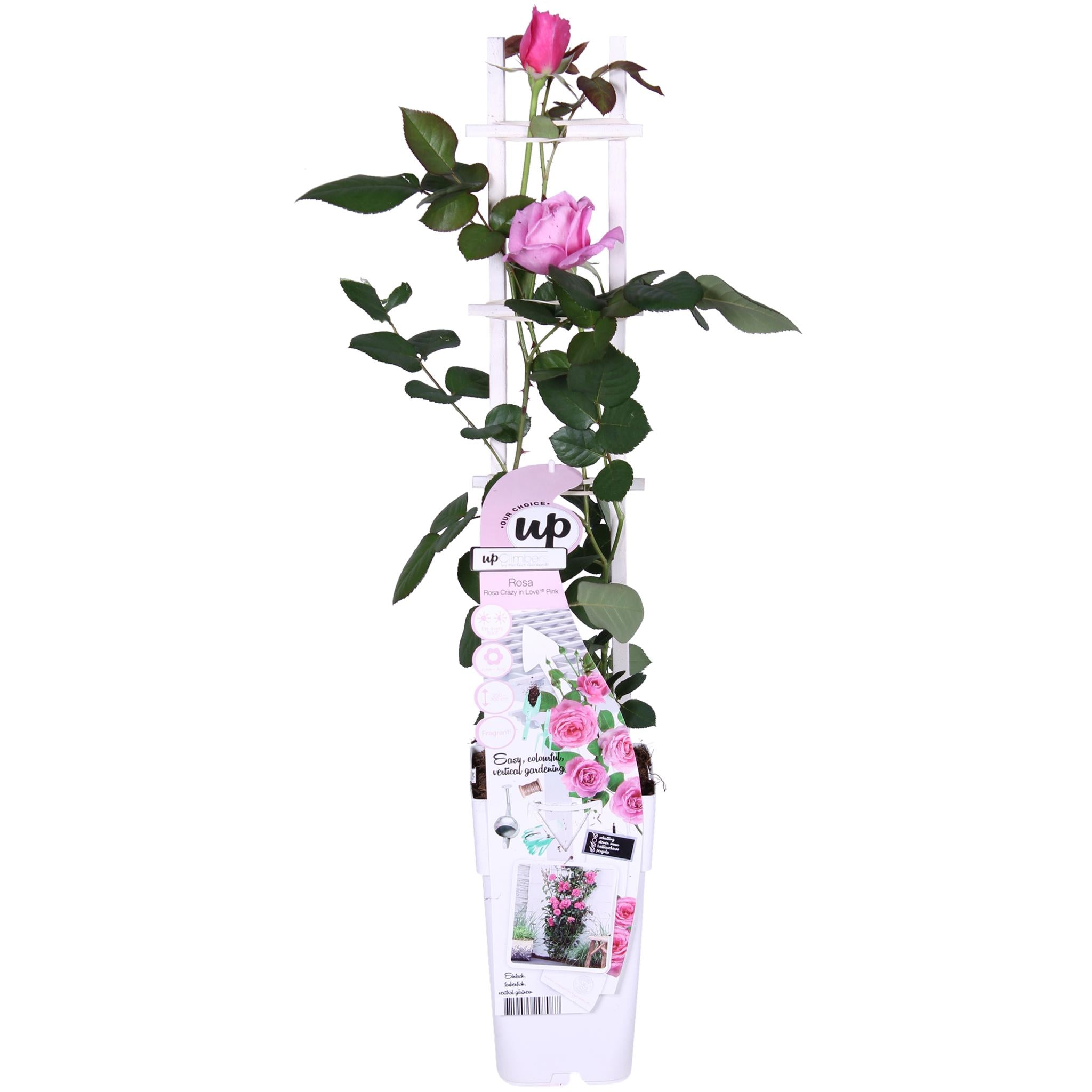 Rosa Verliefd 'Pink' - Roze Roos