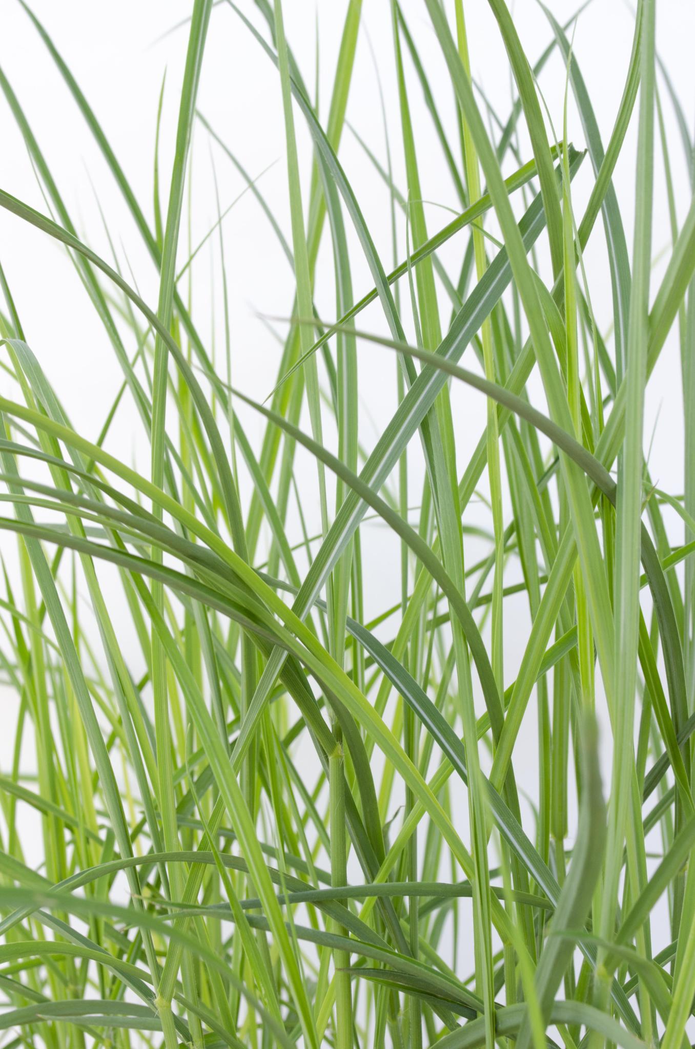 Miscanthus sinensis Ferner Osten - Ø23 -?60cm