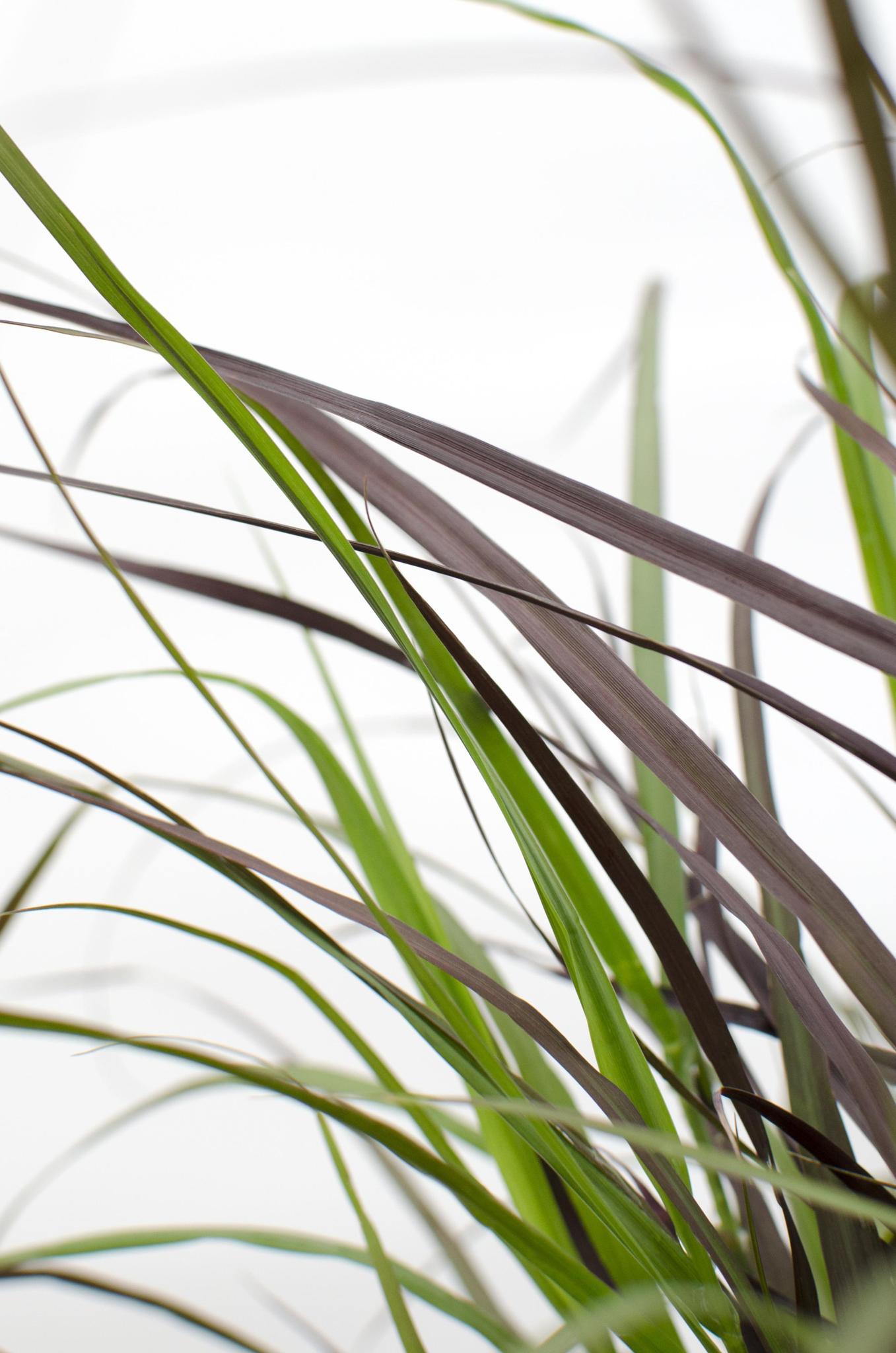 Pennisetum x advena 'Summer Samba'® - ?50cm - Ø19