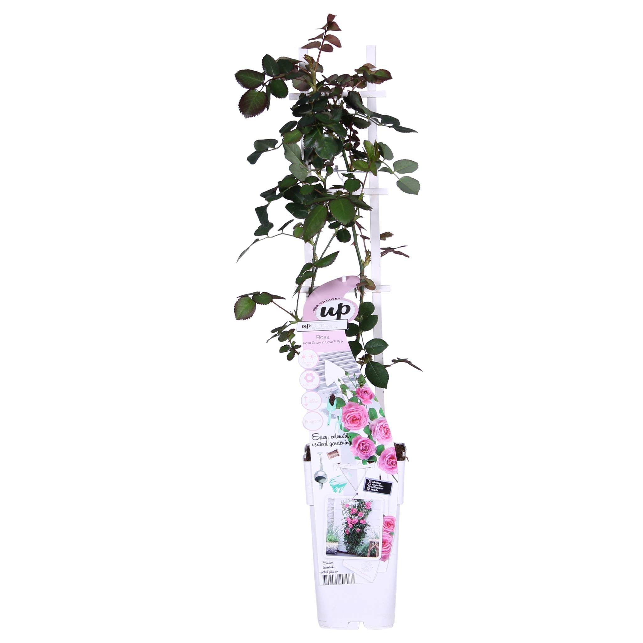 3x - Rosa Crazy in love 'Roze' - ?65cm - Ø15