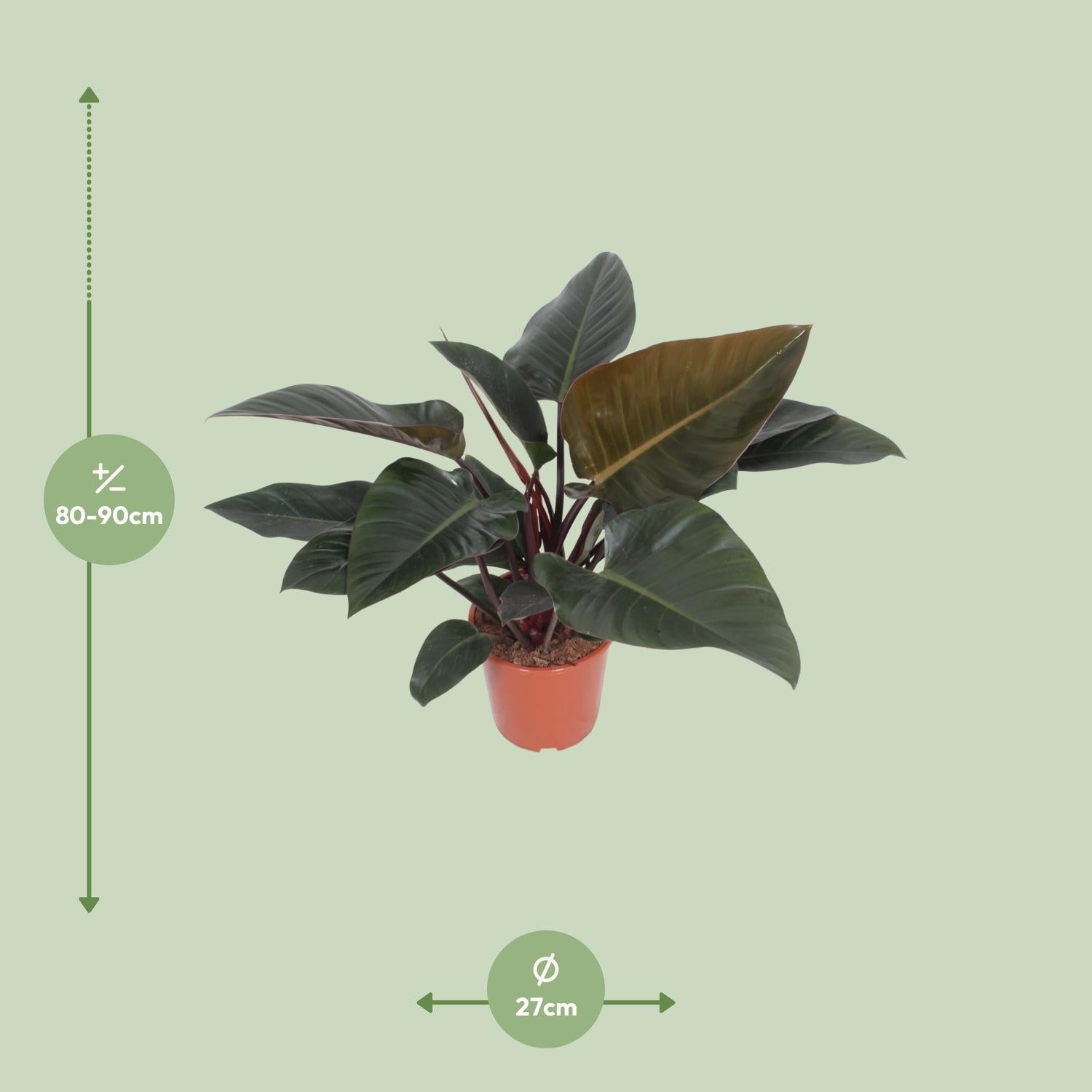 Philodendron Congo Rood - Ø27cm - ↕80cm