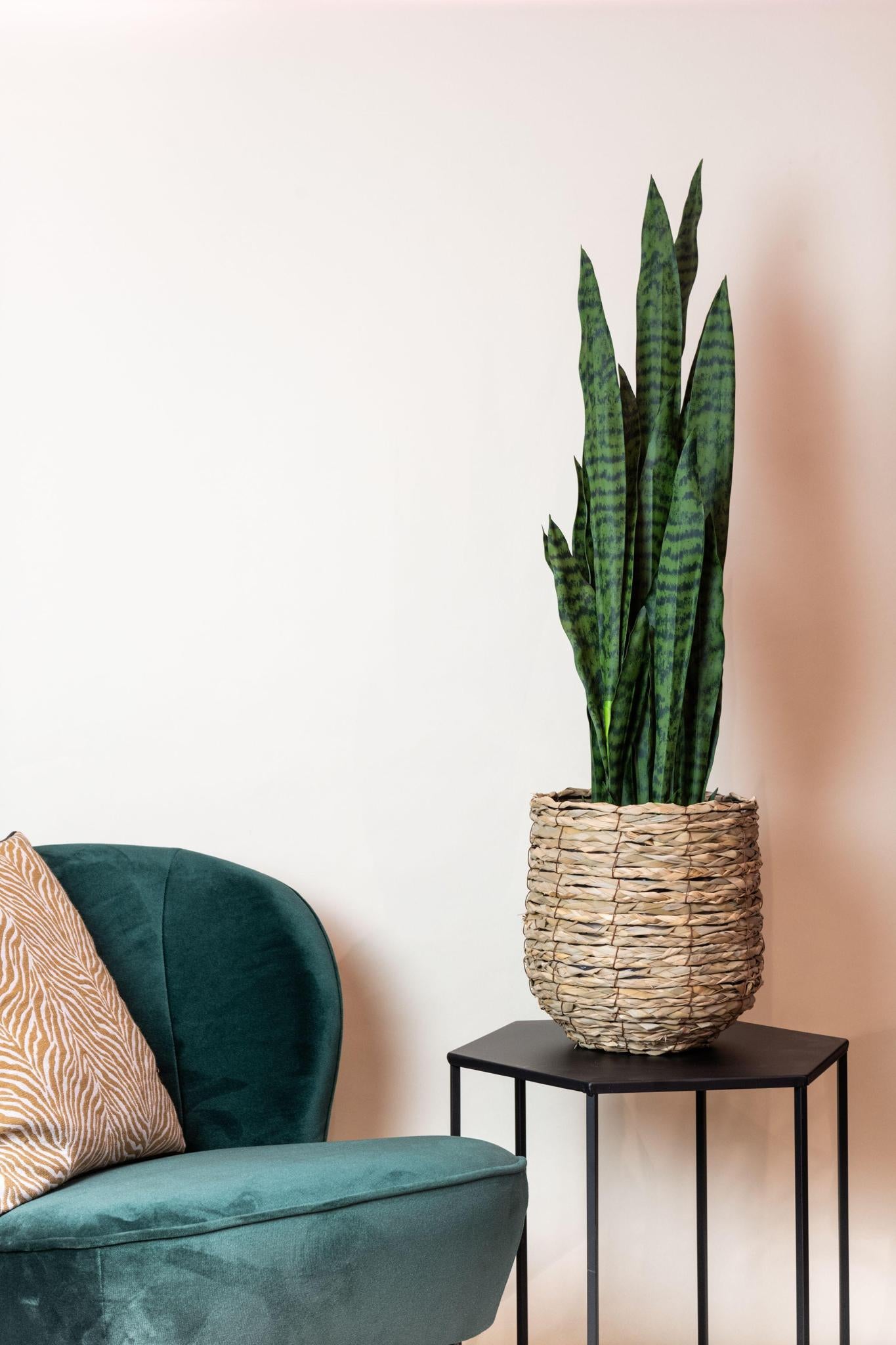 Kunstplant - Sanseveria zwart koraal - Vrouwentong - 97 cm