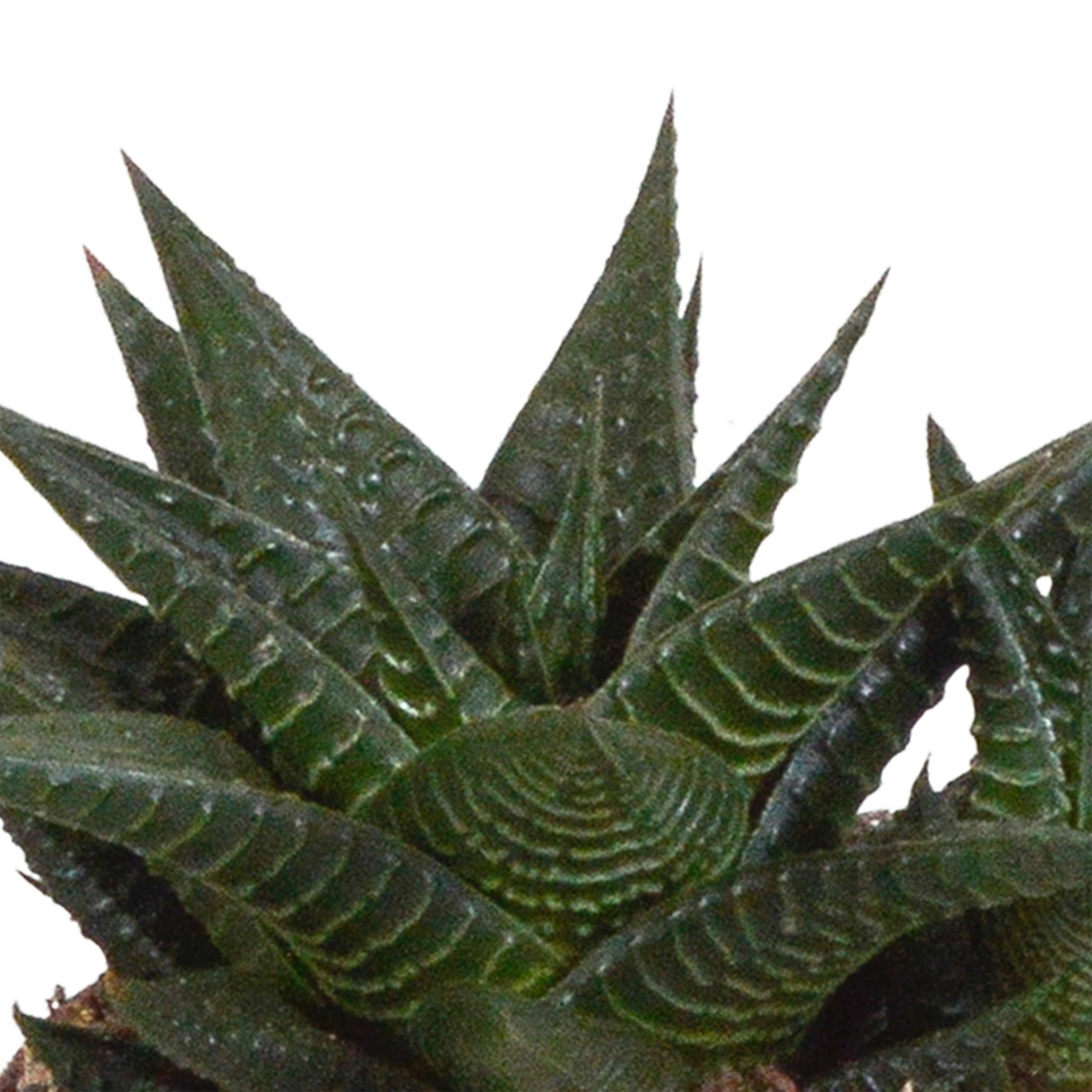 Gasteria/Haworthia Mischung 8,5cm - 3x - im weißen Topf