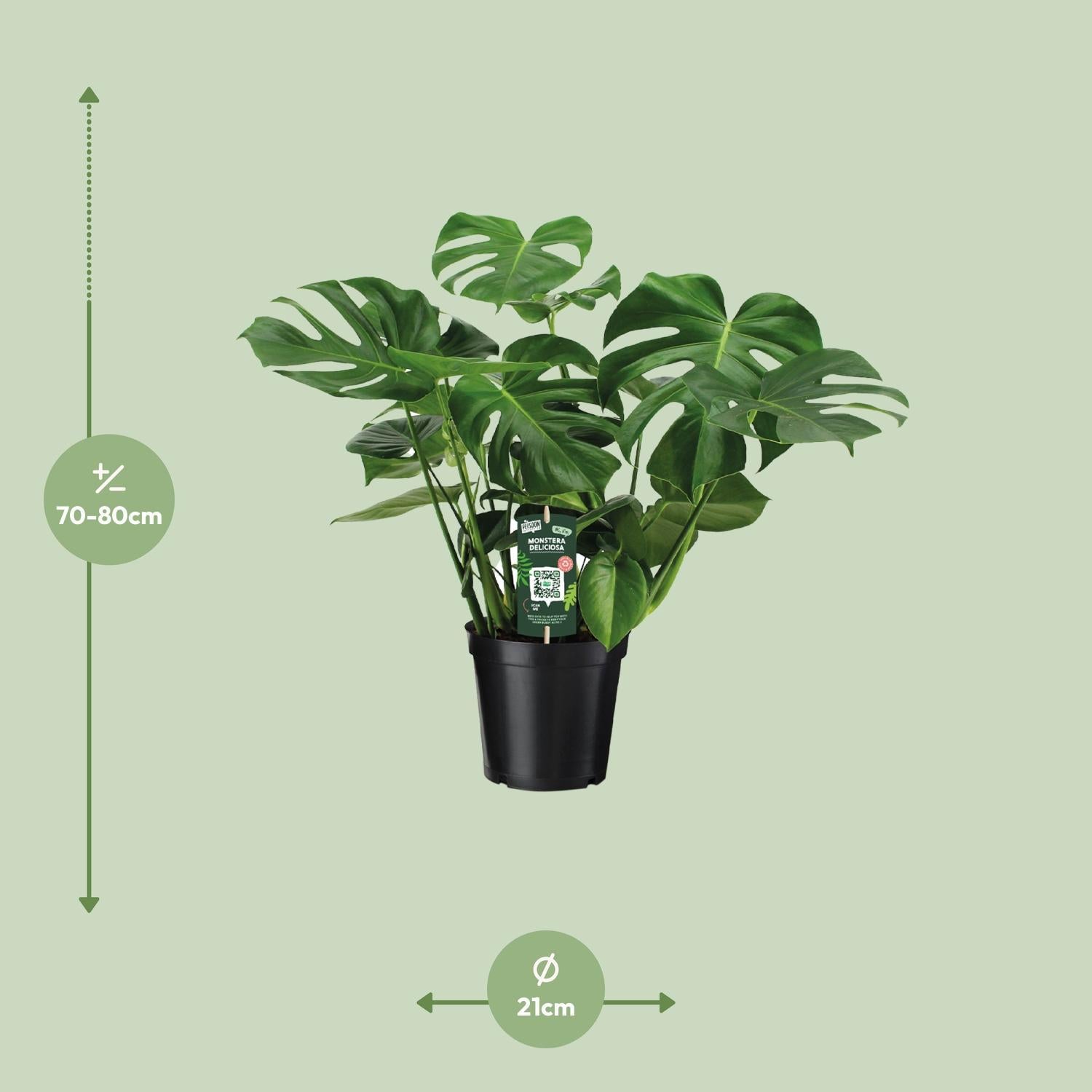 Monstera Deliciosa - Poortplant - 65cm - Ø21 - Ø21 - 65cm
