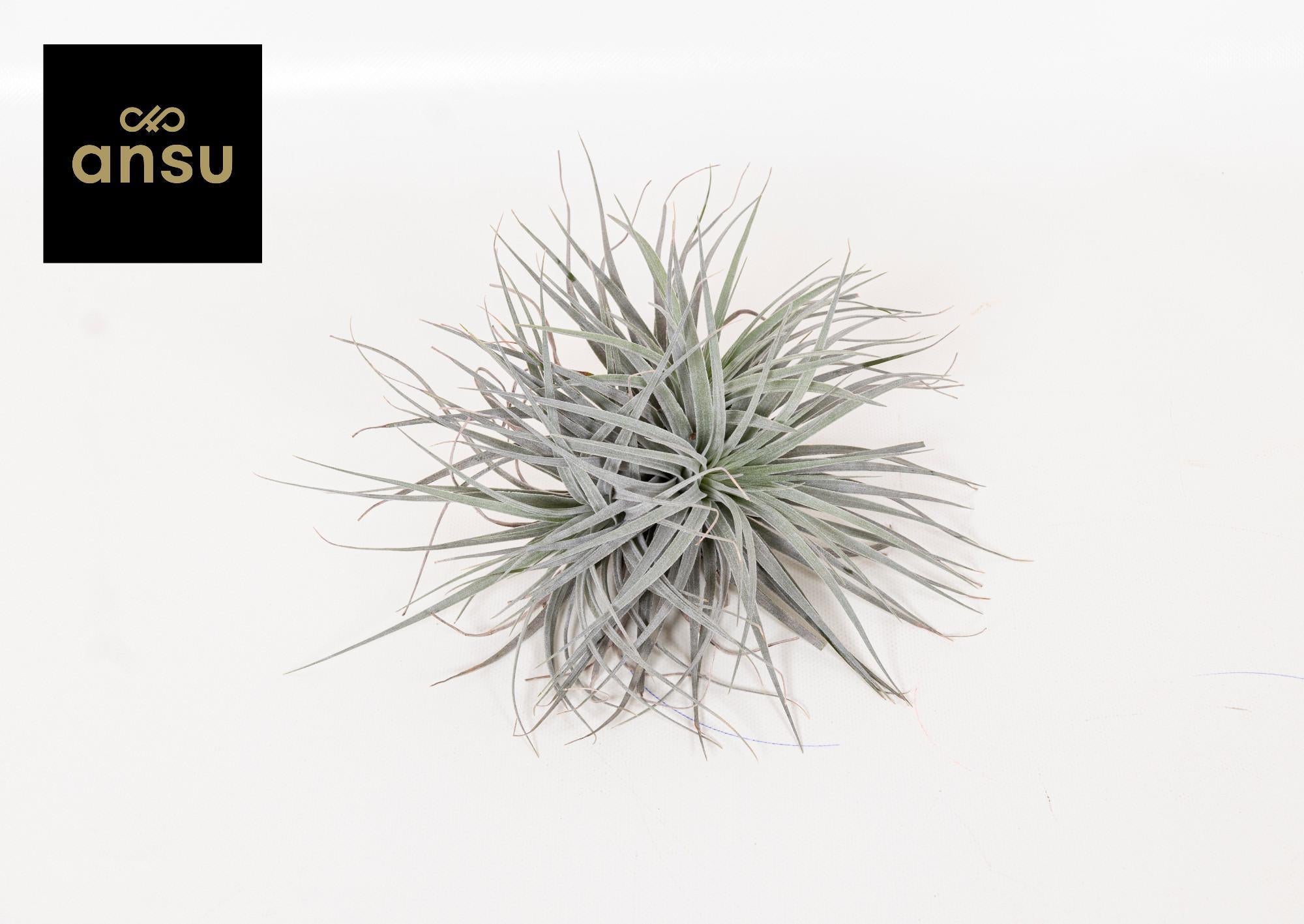 Tillandsia Super Zilver XL - Ø20cm - ↕15cm