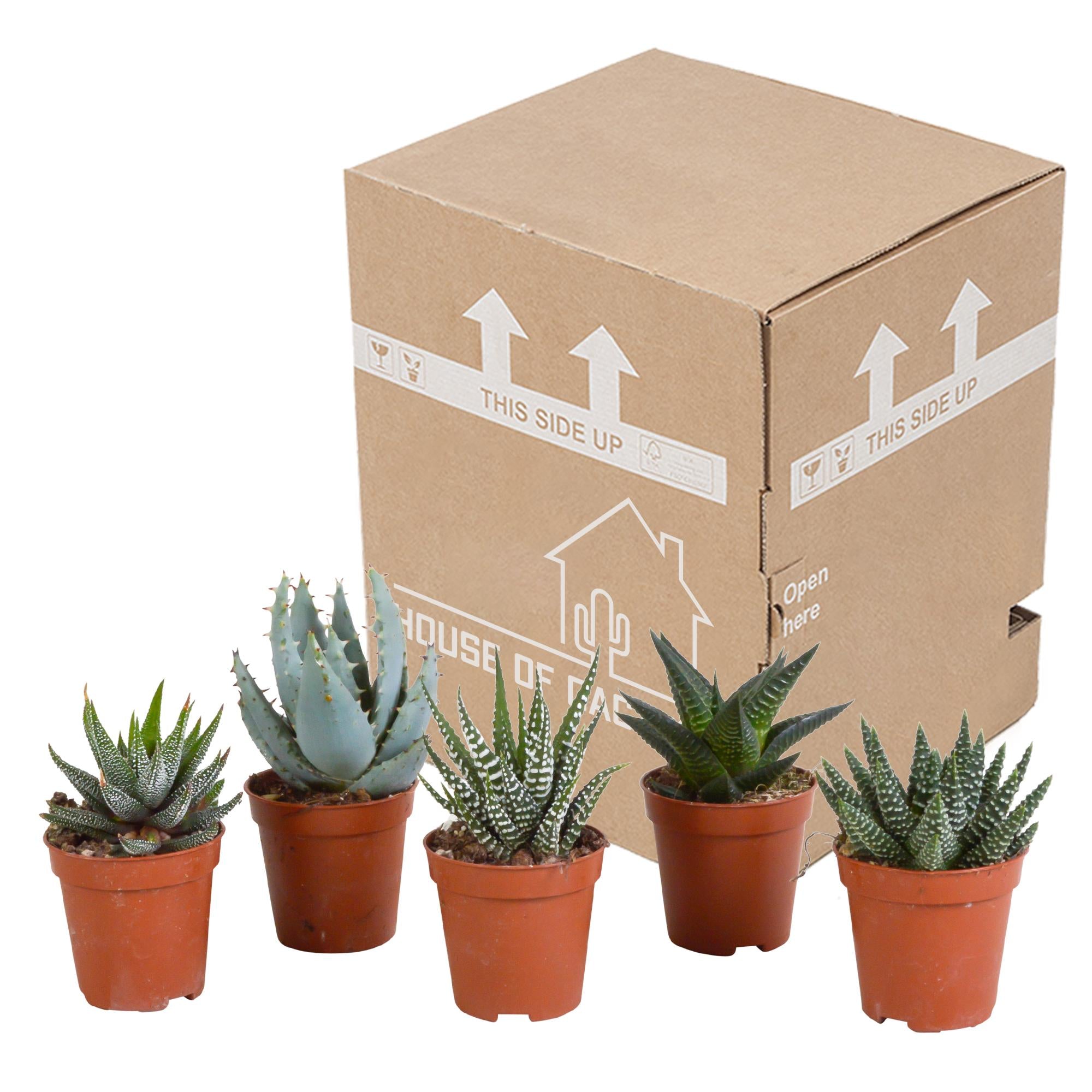 Gasteria/Haworthia mix 5,5cm - zonder pot - 5x
