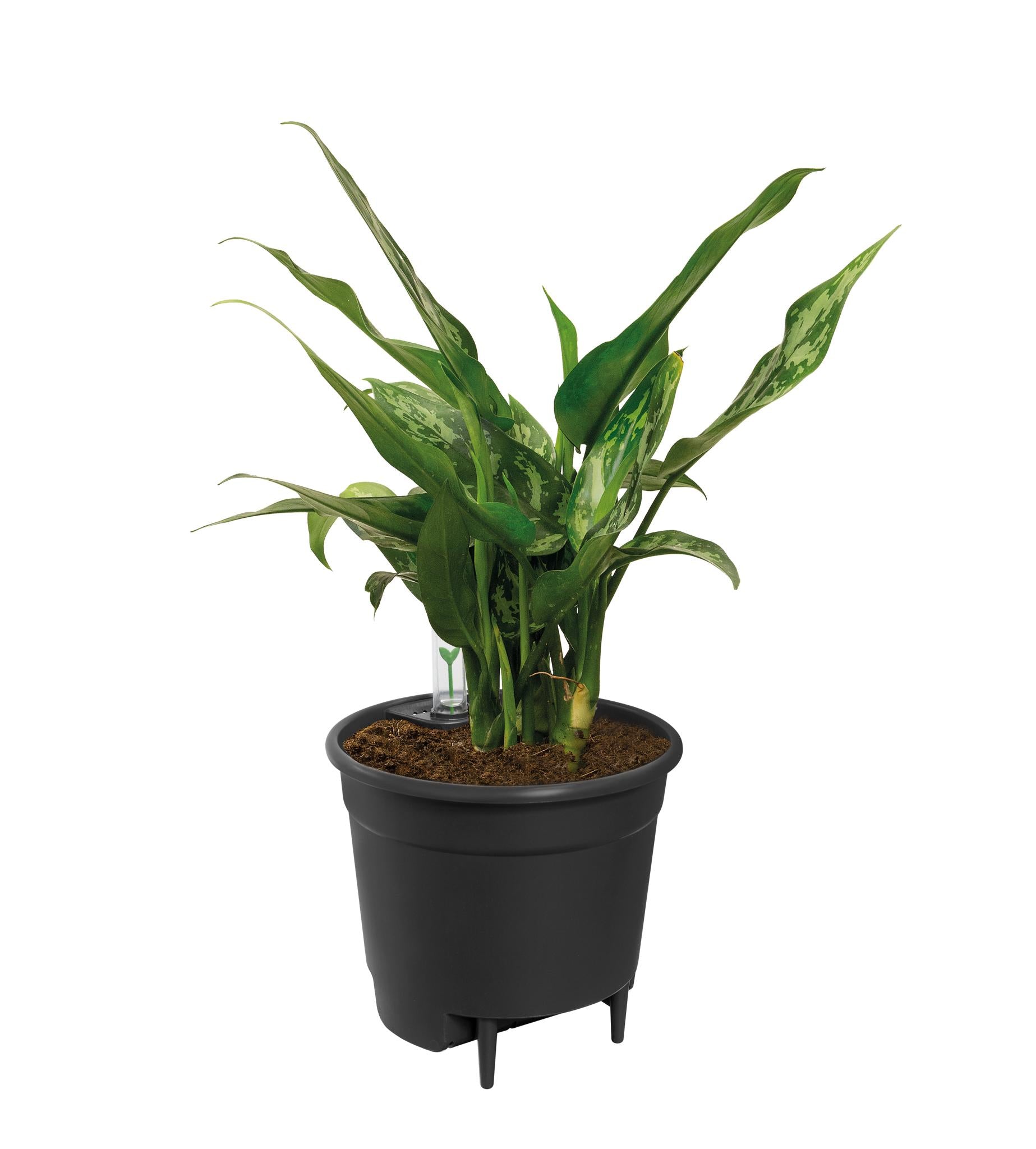 Zelfbewaterend inzetstuk - 33 cm