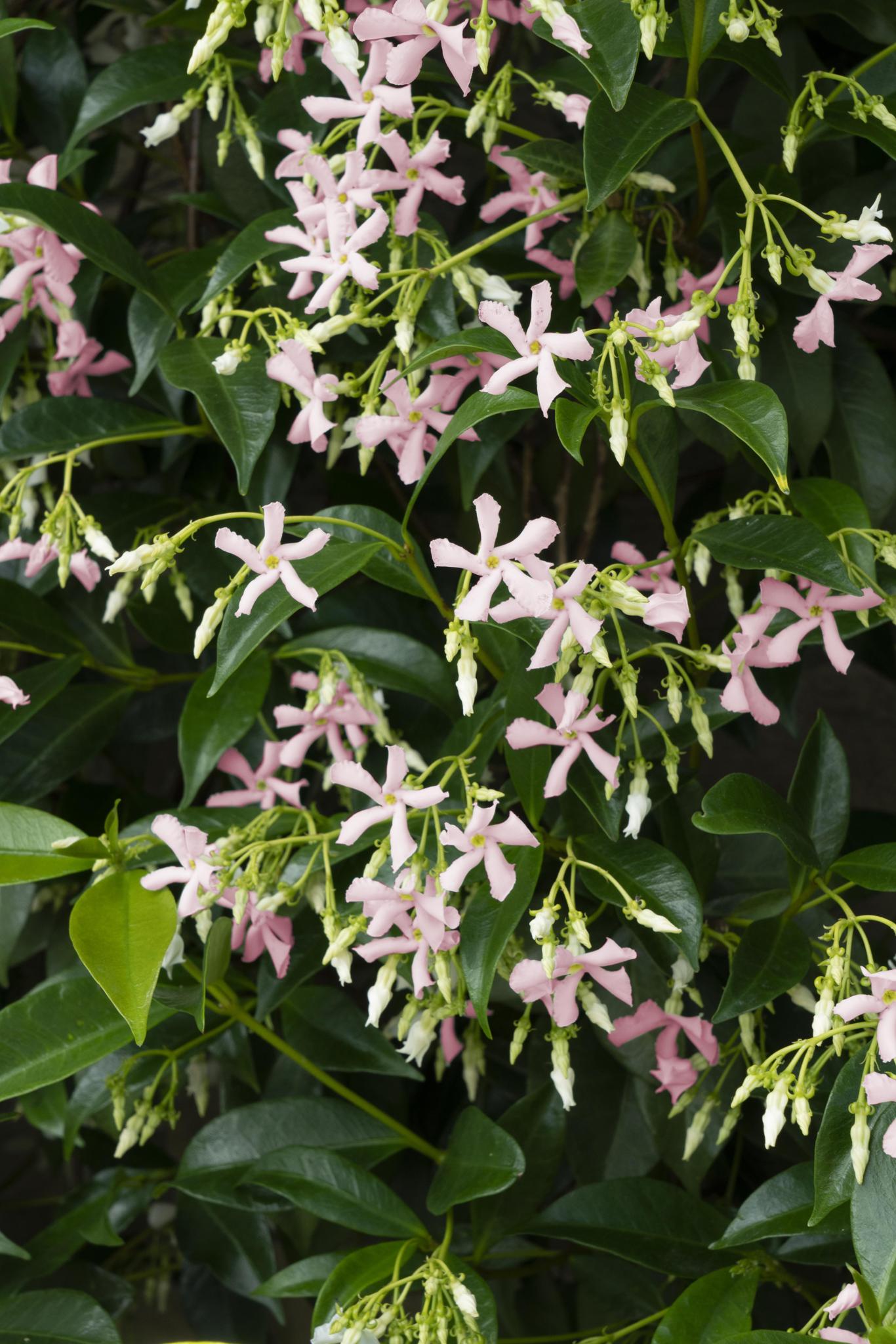 2x - Trachelospermum 'Ster van Ibiza' - ?65cm - Ø15