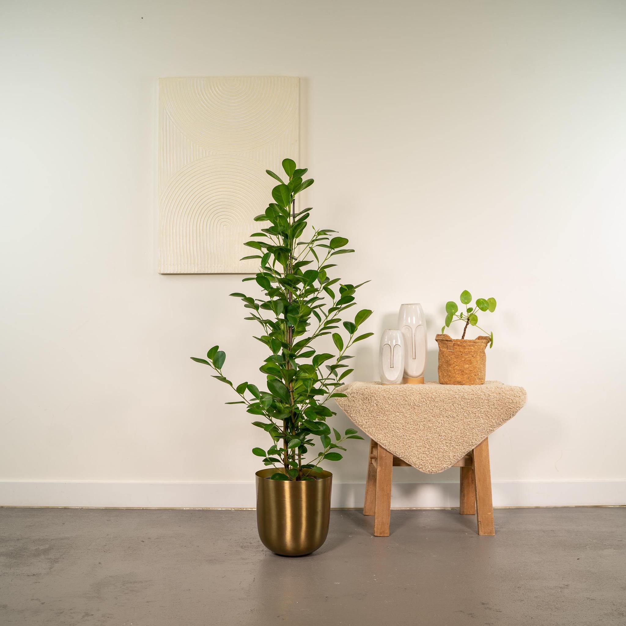 Ficus microcarpa Moclame - Ø21cm - ↕95cm + Topf Mayk Gold
