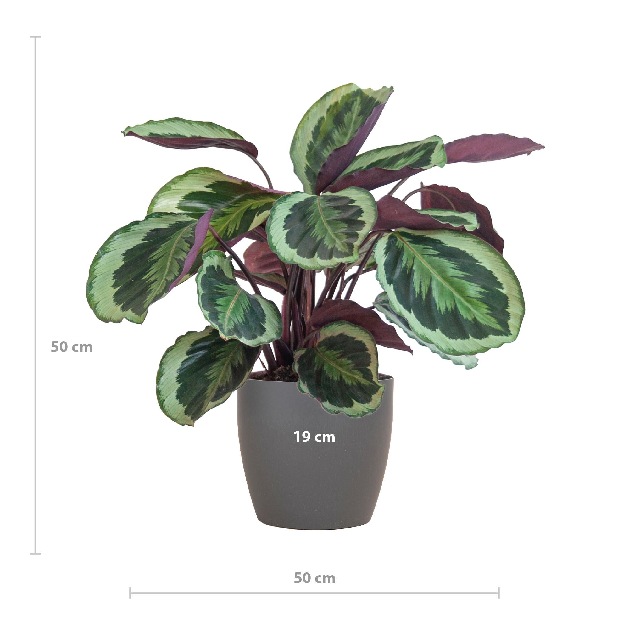Calathea Medaillon met Viber grijs - 65cm - Ø21