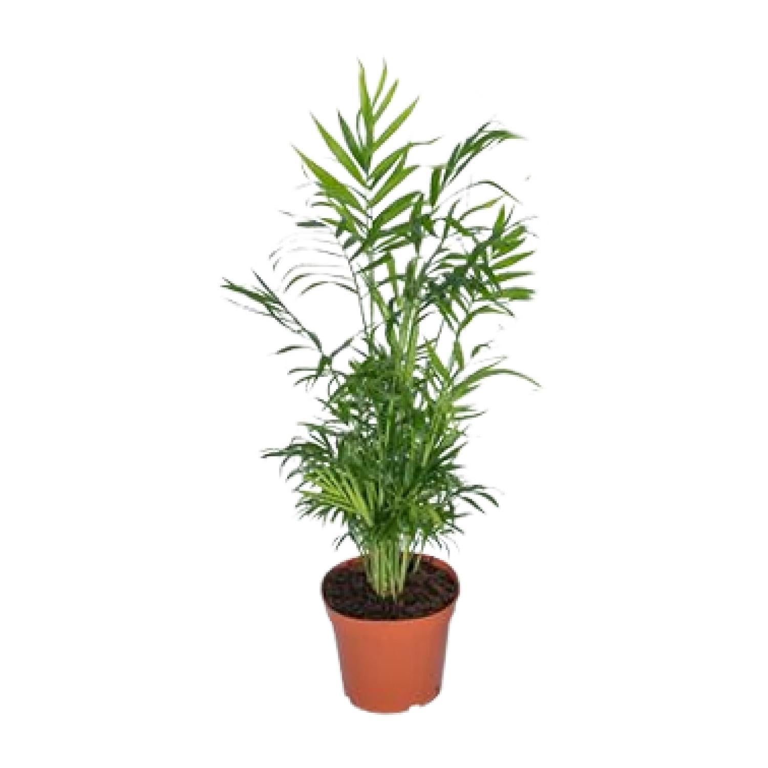 Chamaedorea Elegans - Ø17 - ?55cm