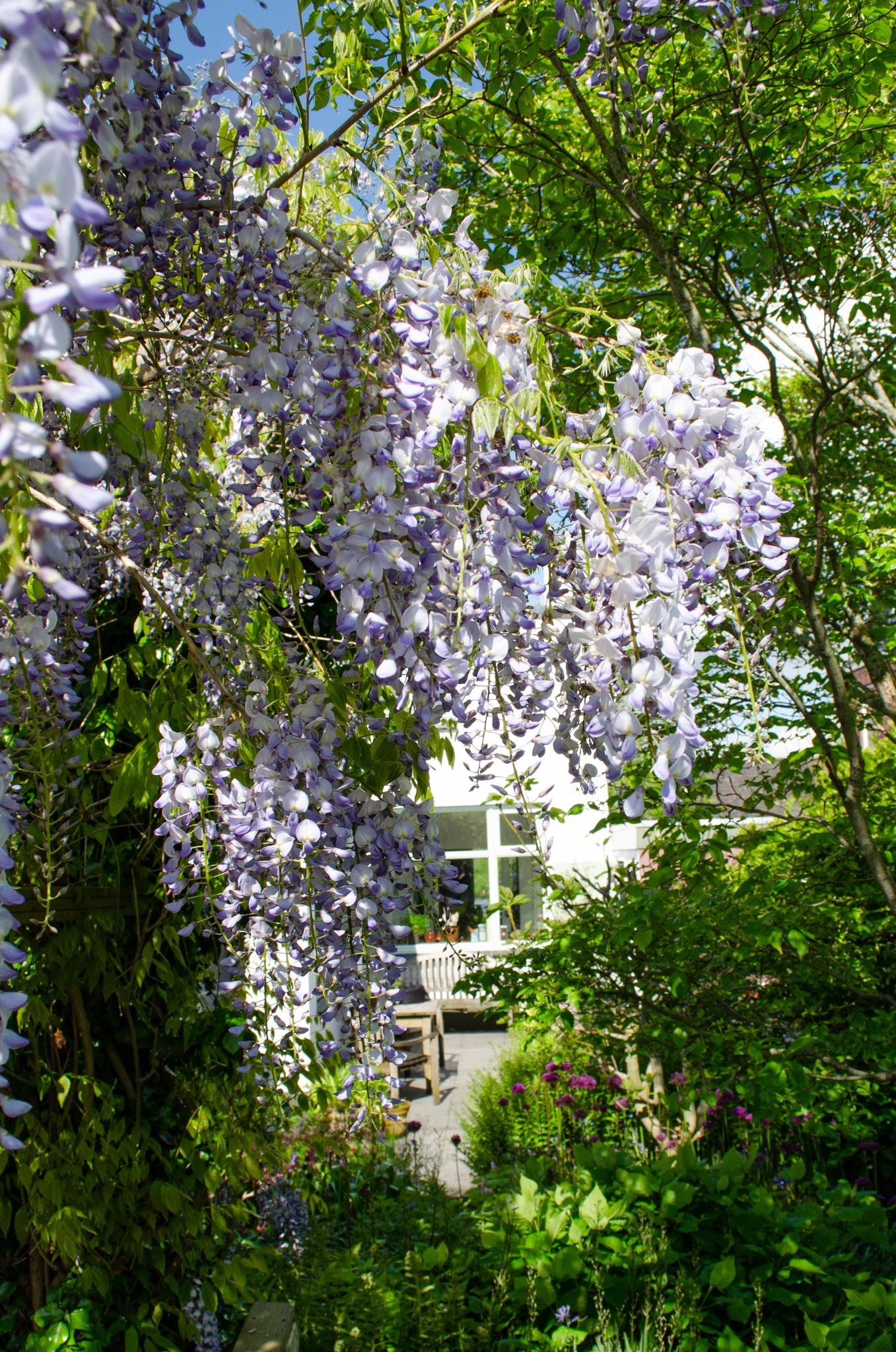2x Wisteria sinensis 'Caroline' - ?65cm - Ø15