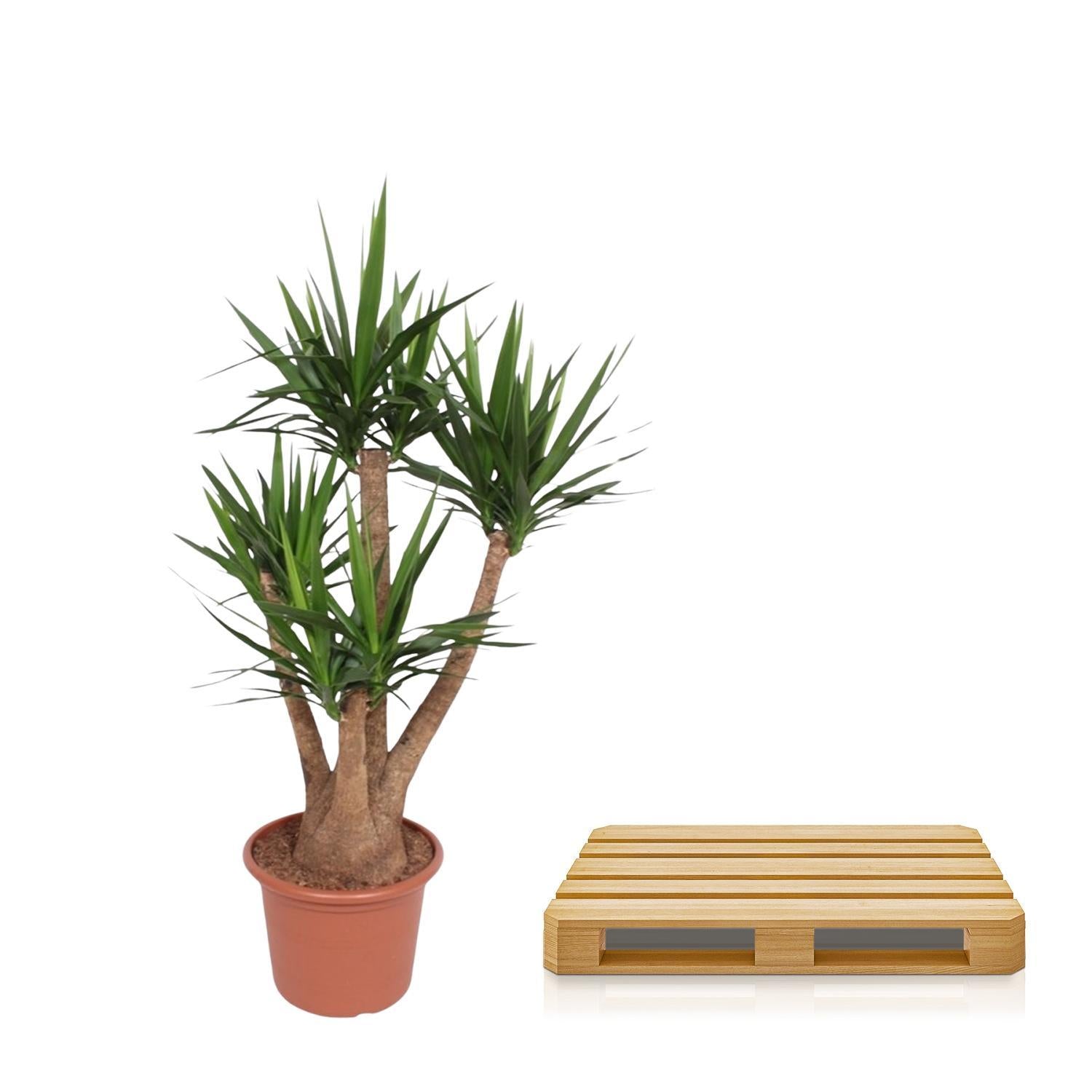 Yucca Elephantipes verticaal - 170 cm - ø45