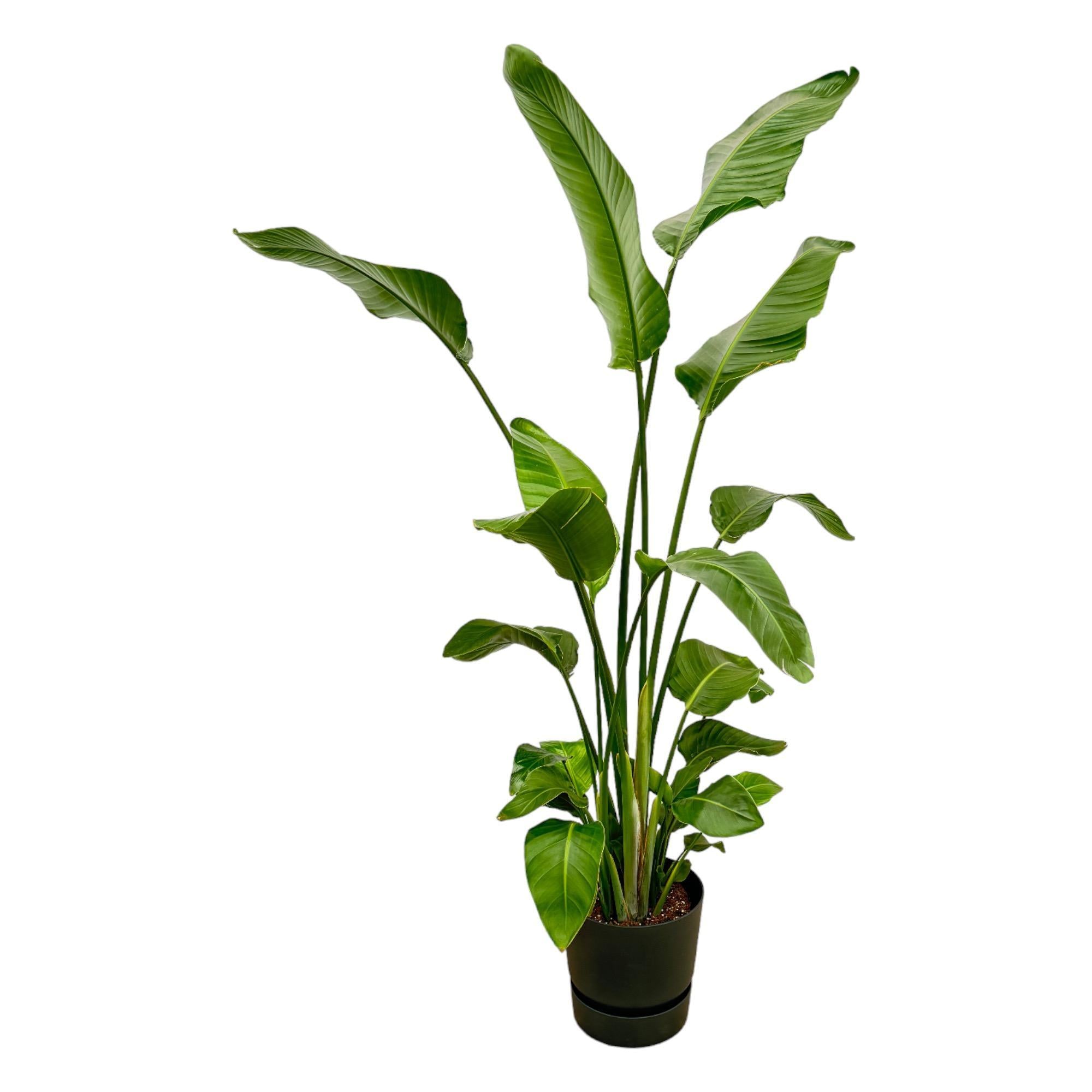 Strelitzia Nicolai inclusief elho Greenville Rond zwart - 180 cm - Ø30