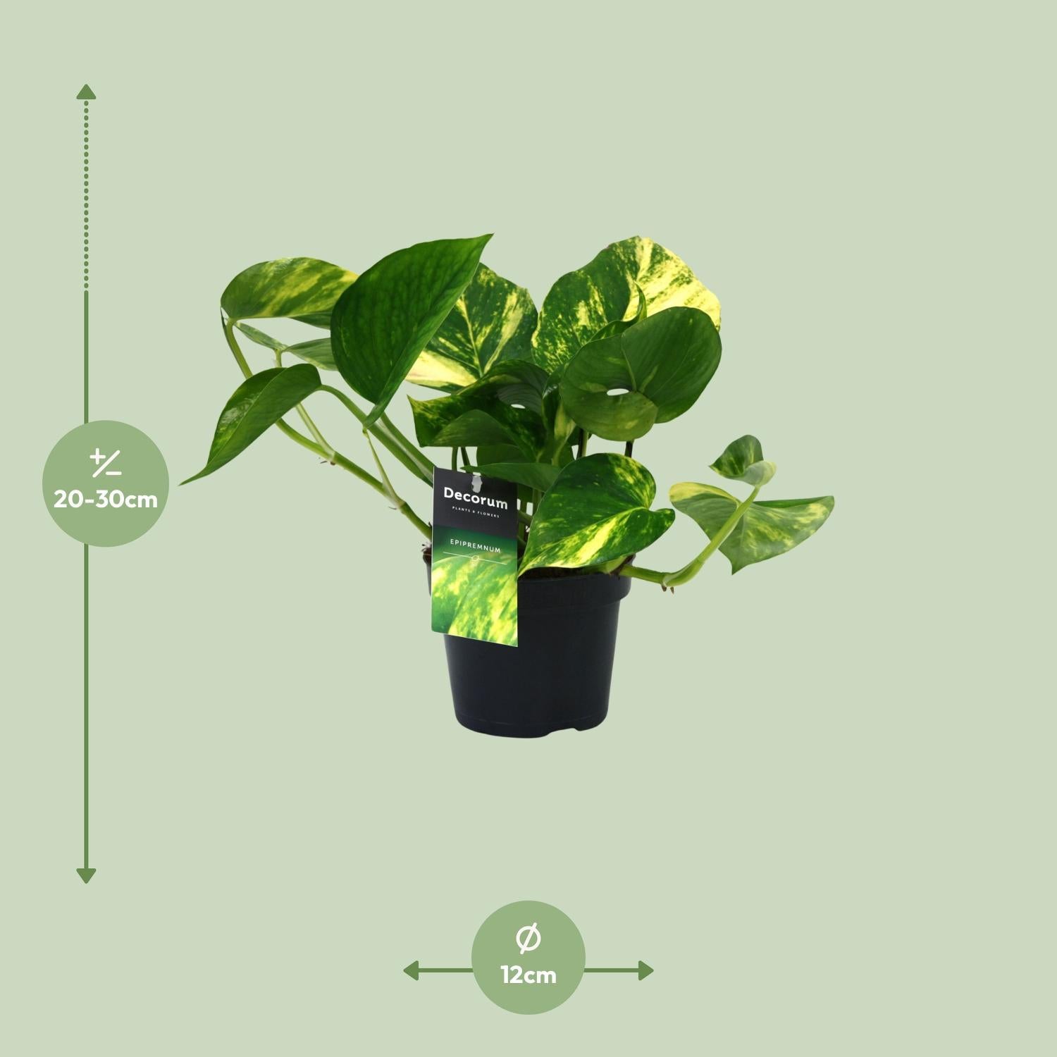 Scindapsus (Epipremnum) Aureum - Ø12cm - ↕25cm