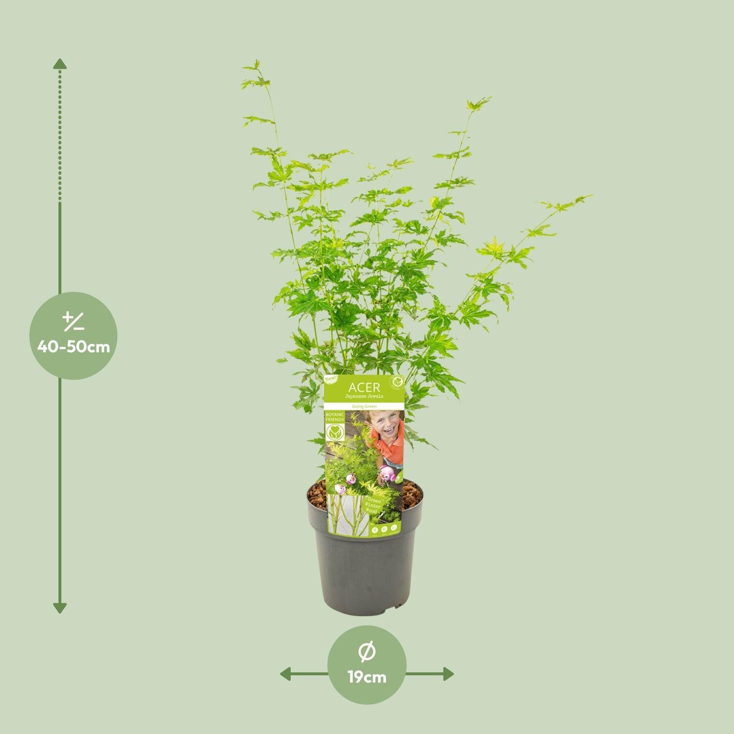 Acer palmatum Wordt Groen - Ø19 - ?50cm