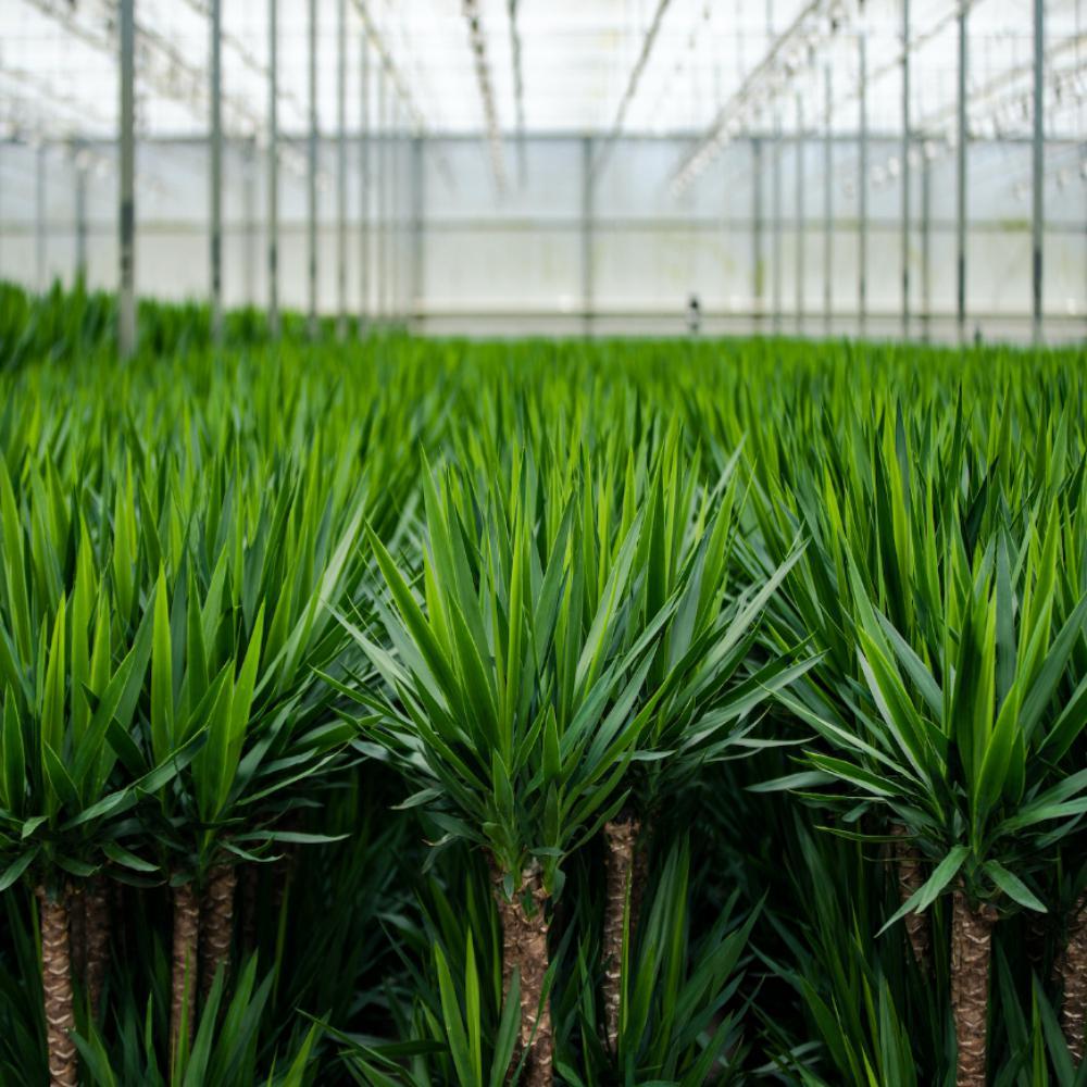 Yucca-Ø17cm - ↕90cm