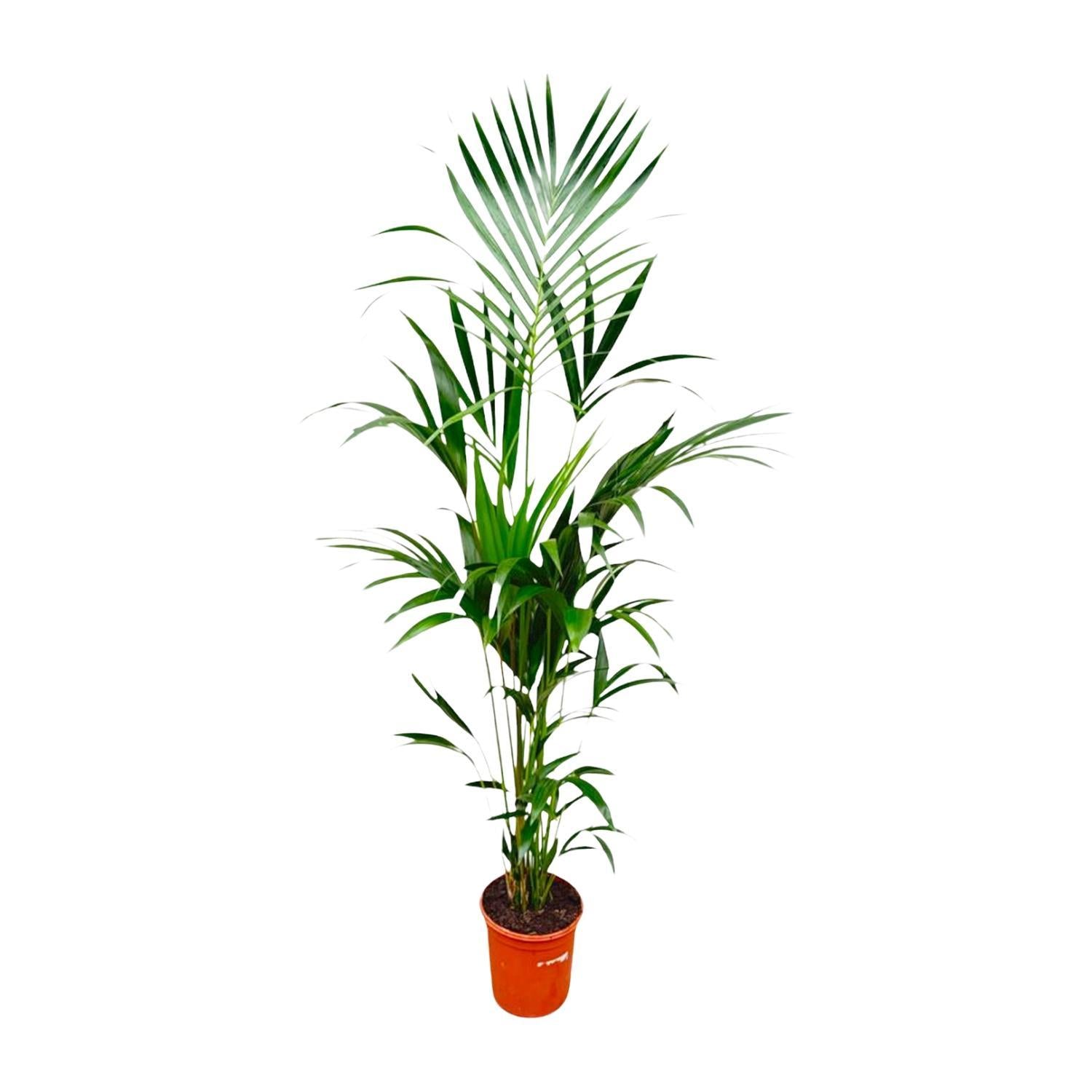 Kentiapalm - 180cm - ?24