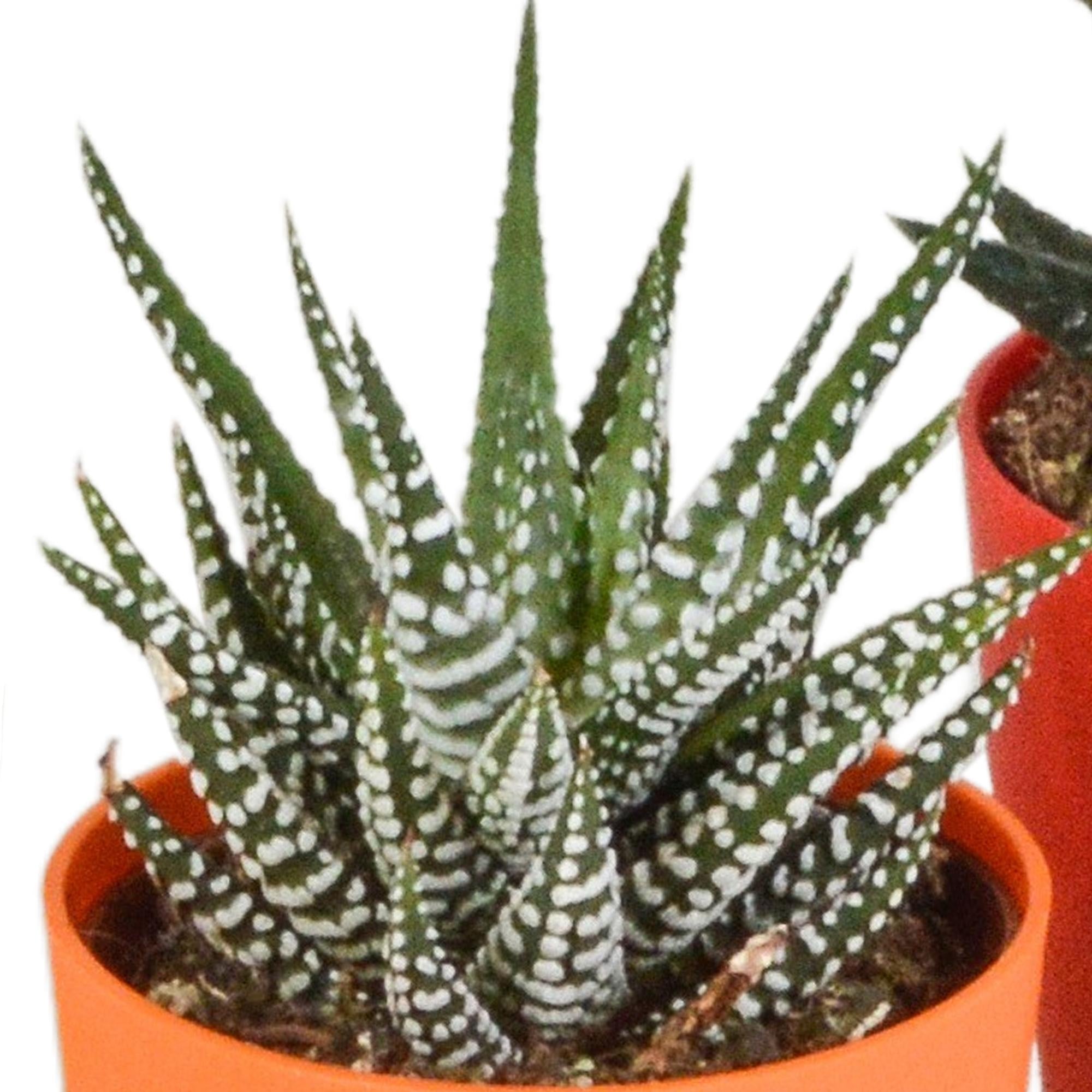Gasteria/Haworthia-Mischung 5,5 cm - 5x - im bunten Plastiktopf