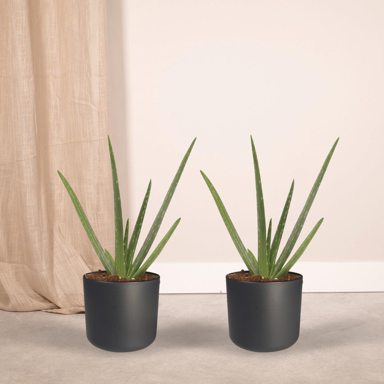 2x Aloë vera - Vetplant - 40cm - ø12