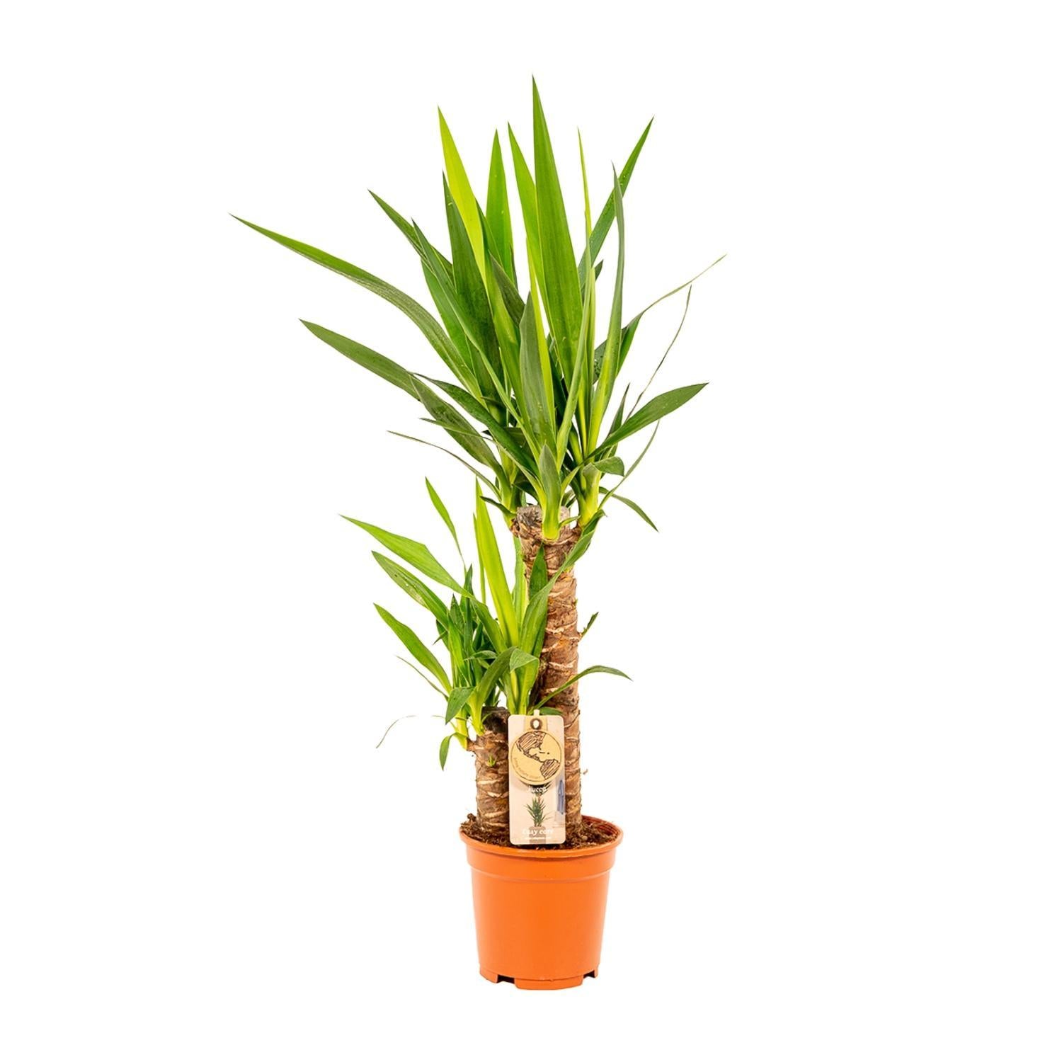 Yucca-Ø17cm - ↕90cm