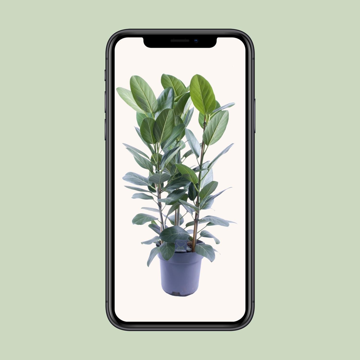 Ficus Binnendijkii Amstel King Goud - Ø27cm - ↕75cm