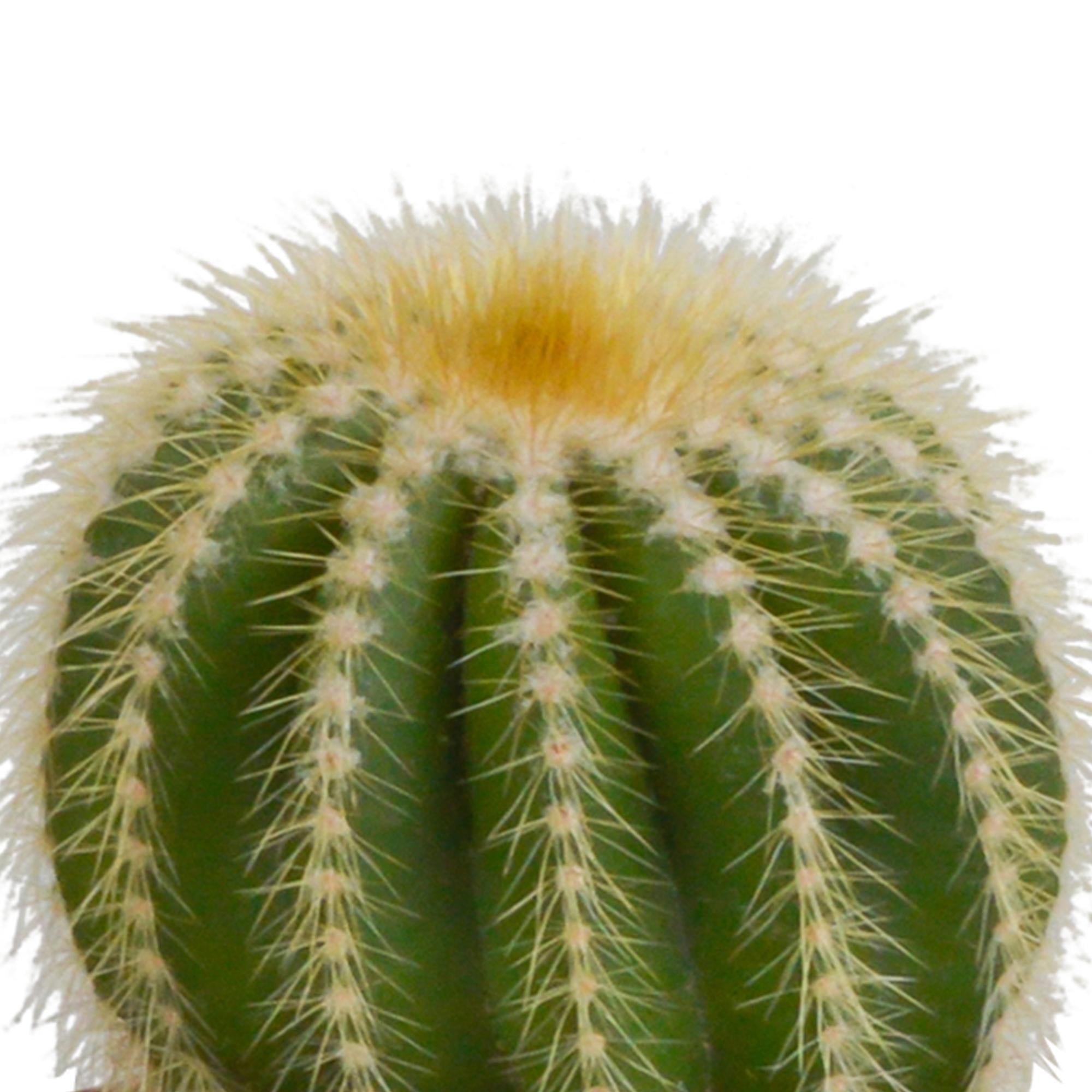 Bolcactusmix 8,5 cm | 3 stuks - in witte pot